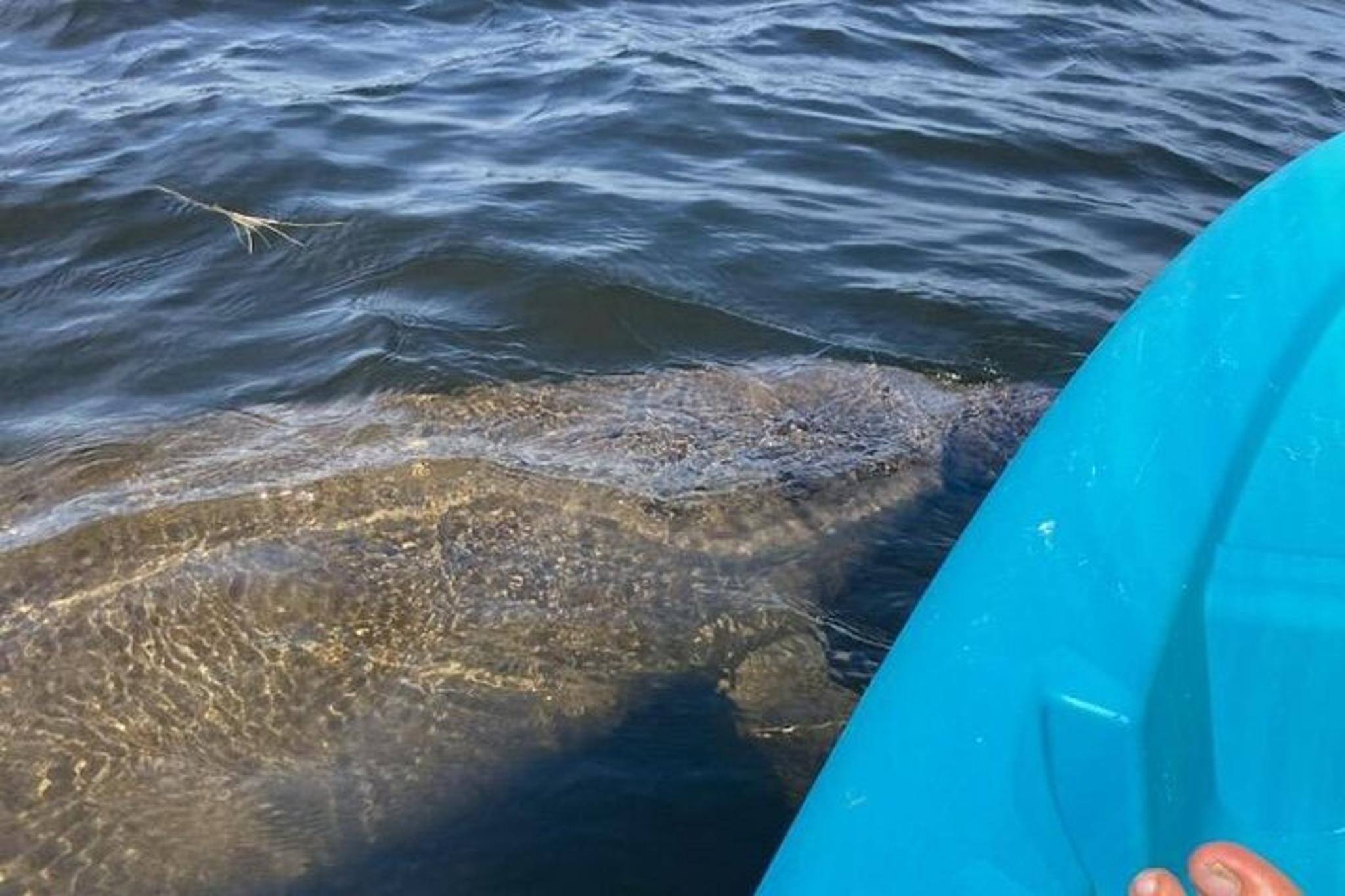 Tarpon Springs Kayaking Tour with Manatees and History