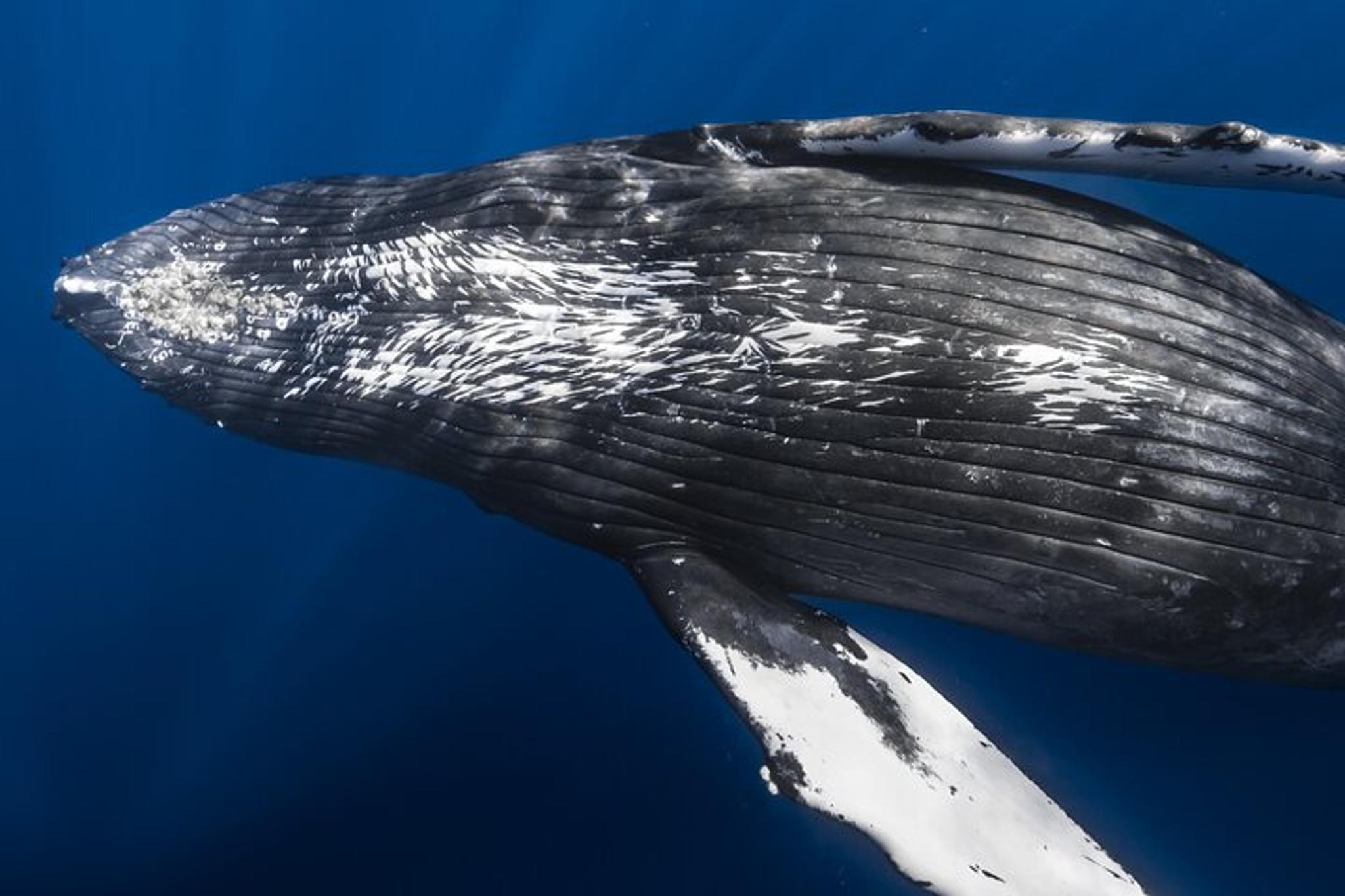 Kona Whale Watching Tour