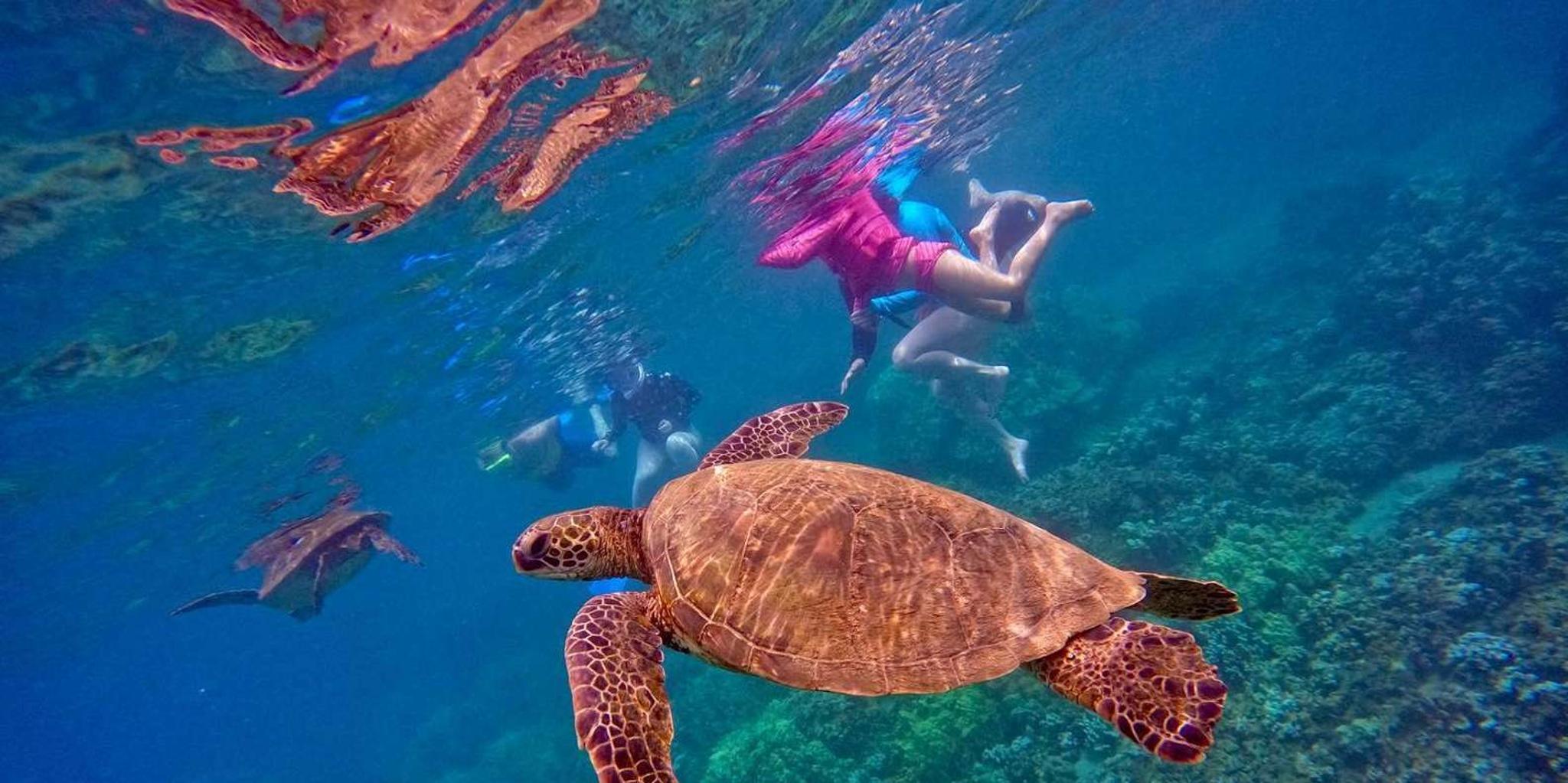 Maui Snorkeling Tour for Beginners with Flotation Wetsuit - Image 6