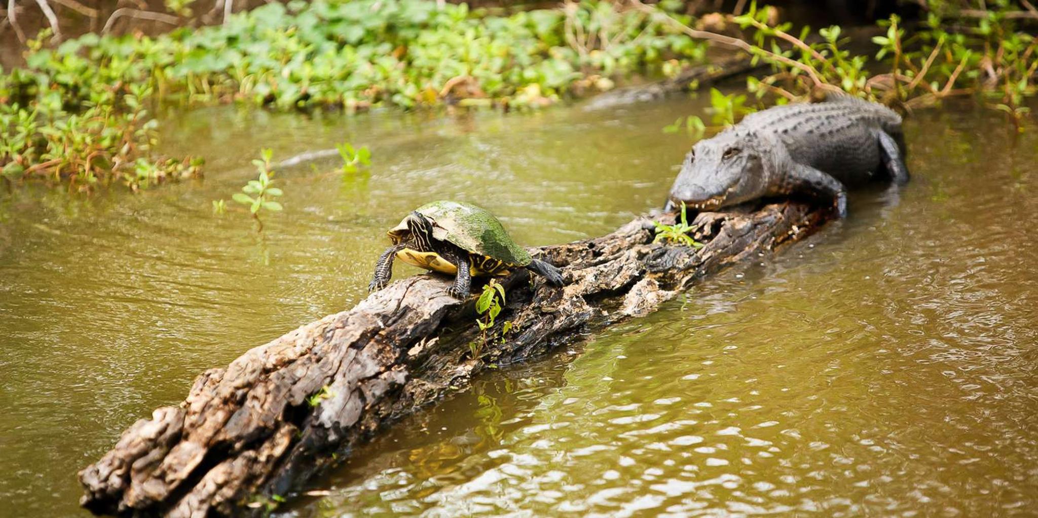 New Orleans Swamp and Bayou Boat Tour with Transportation - Image 6