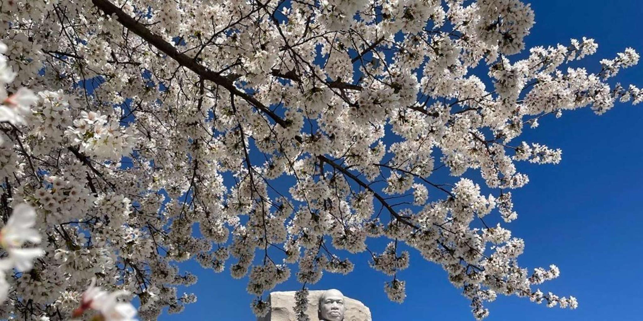 Washington DC Cherry Blossoms Tour with Retired Ranger - Image 5