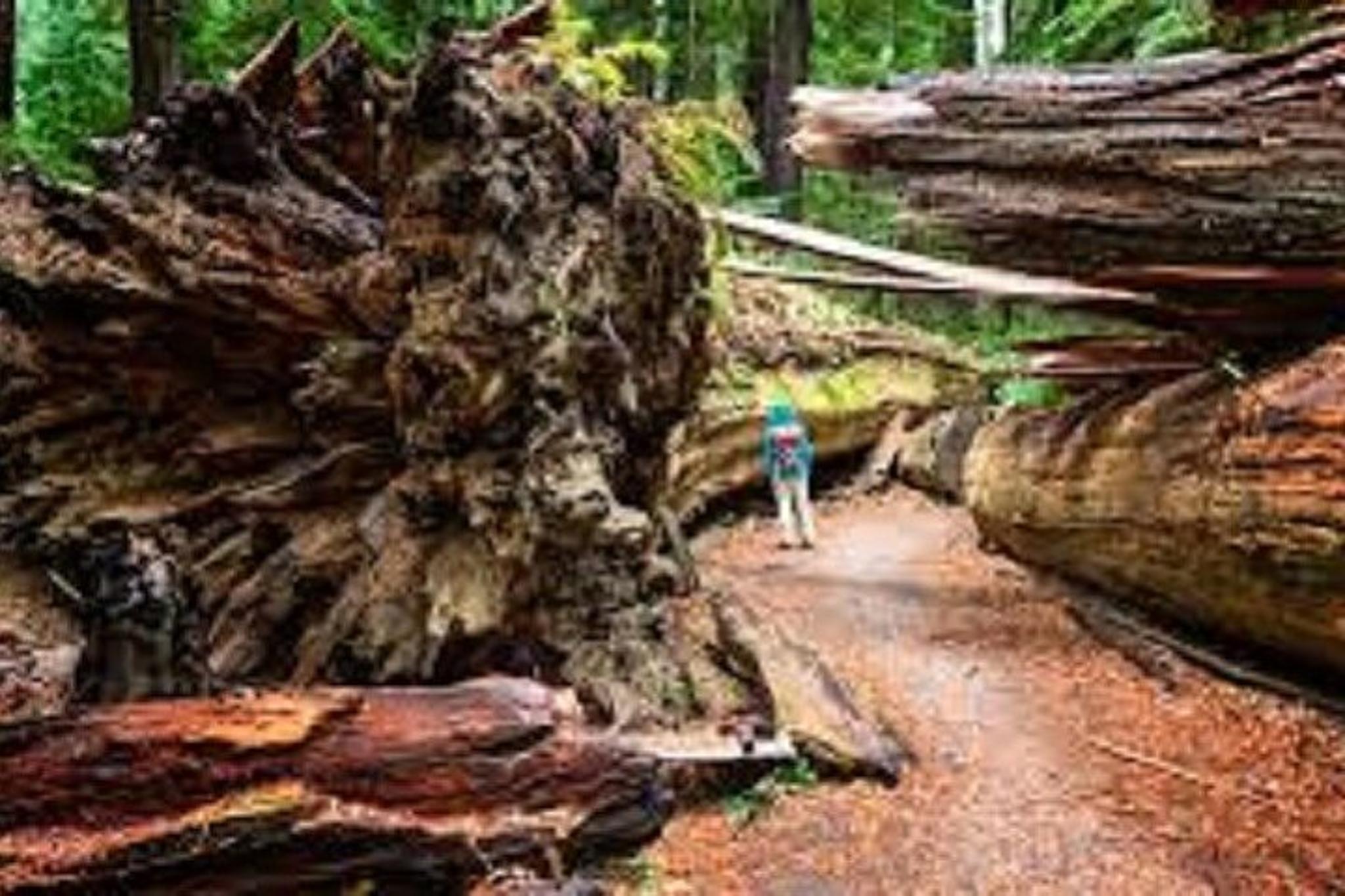 San Francisco to Seattle Coast Starlight Train Tour - Image 6