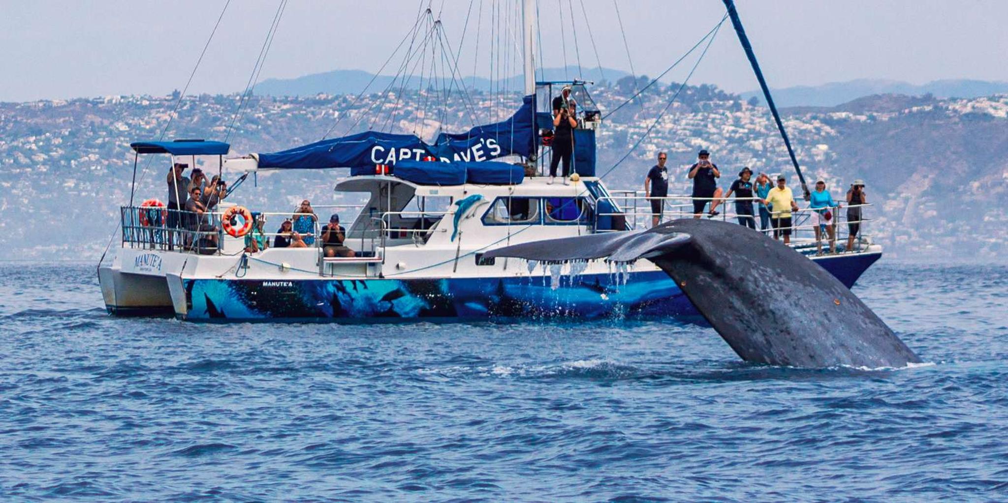 Dana Point Dolphin & Whale Watching with Underwater Viewing