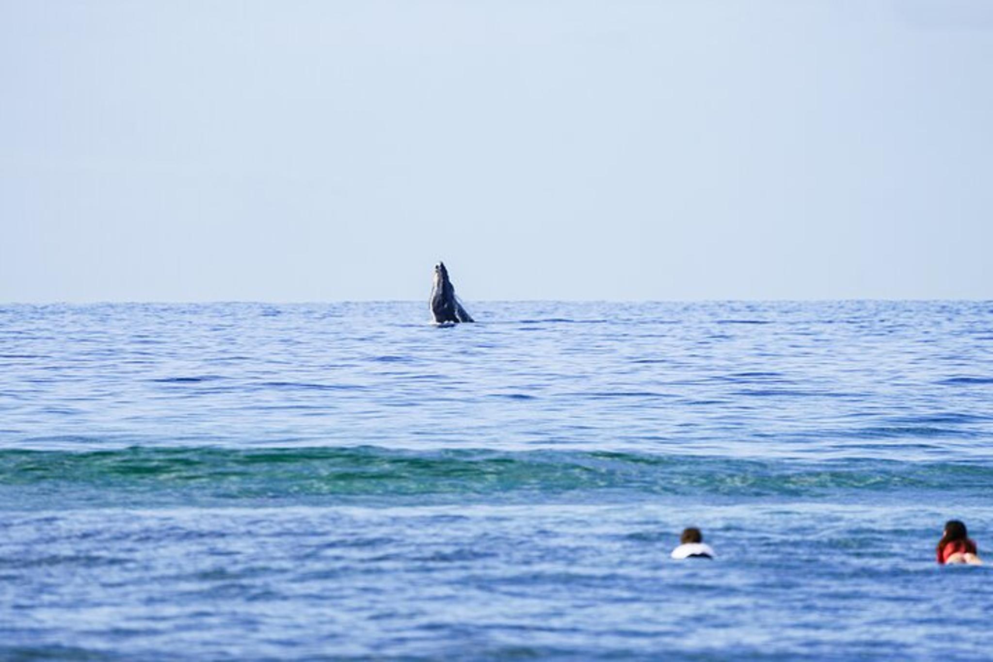Maui Surf Lessons with Experienced Coaches 2 hr - Image 2
