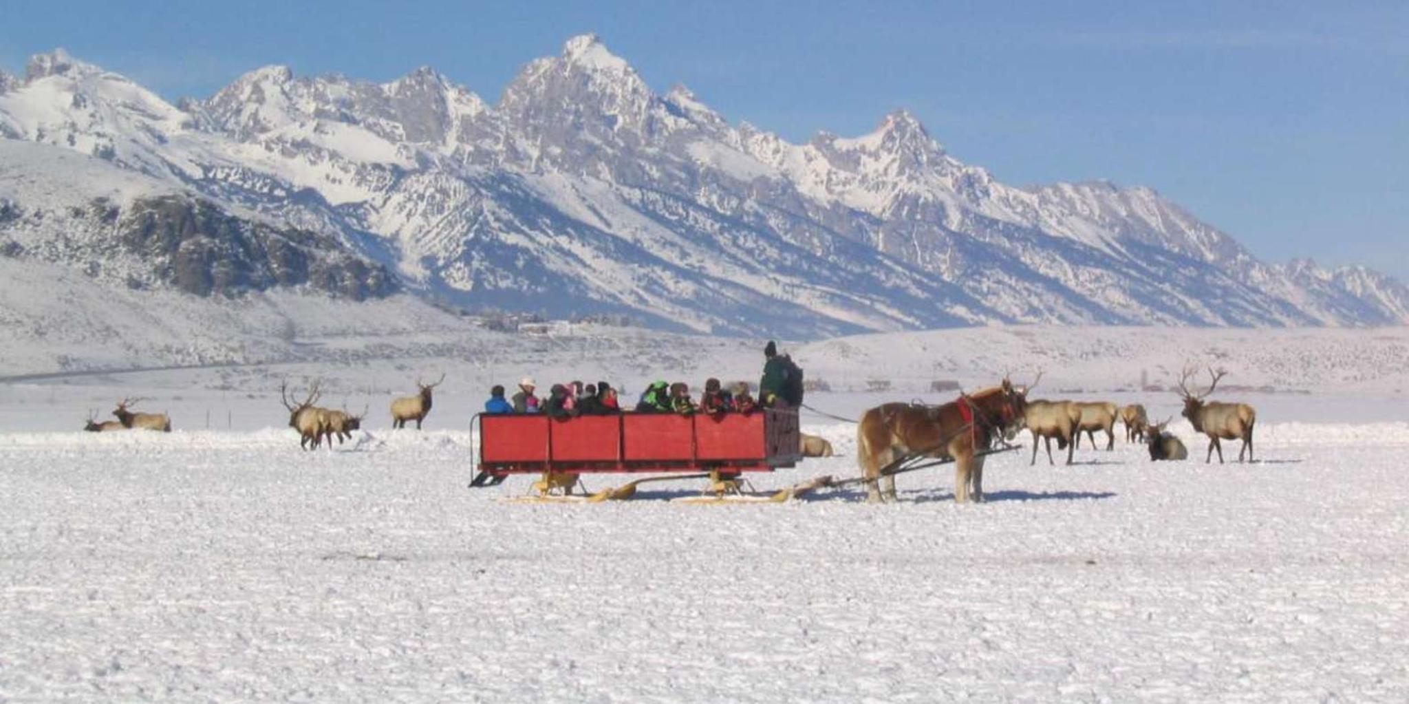 Jackson Hole National Elk Refuge Sleigh Ride
