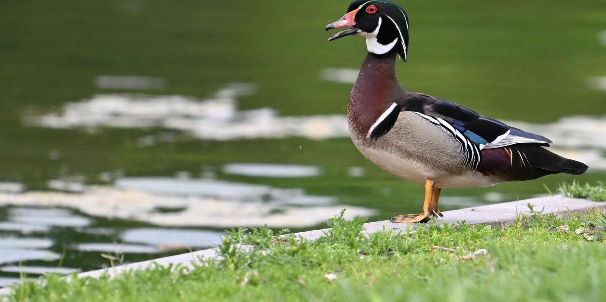 Washington DC Wildlife Photography Tour - Image 3