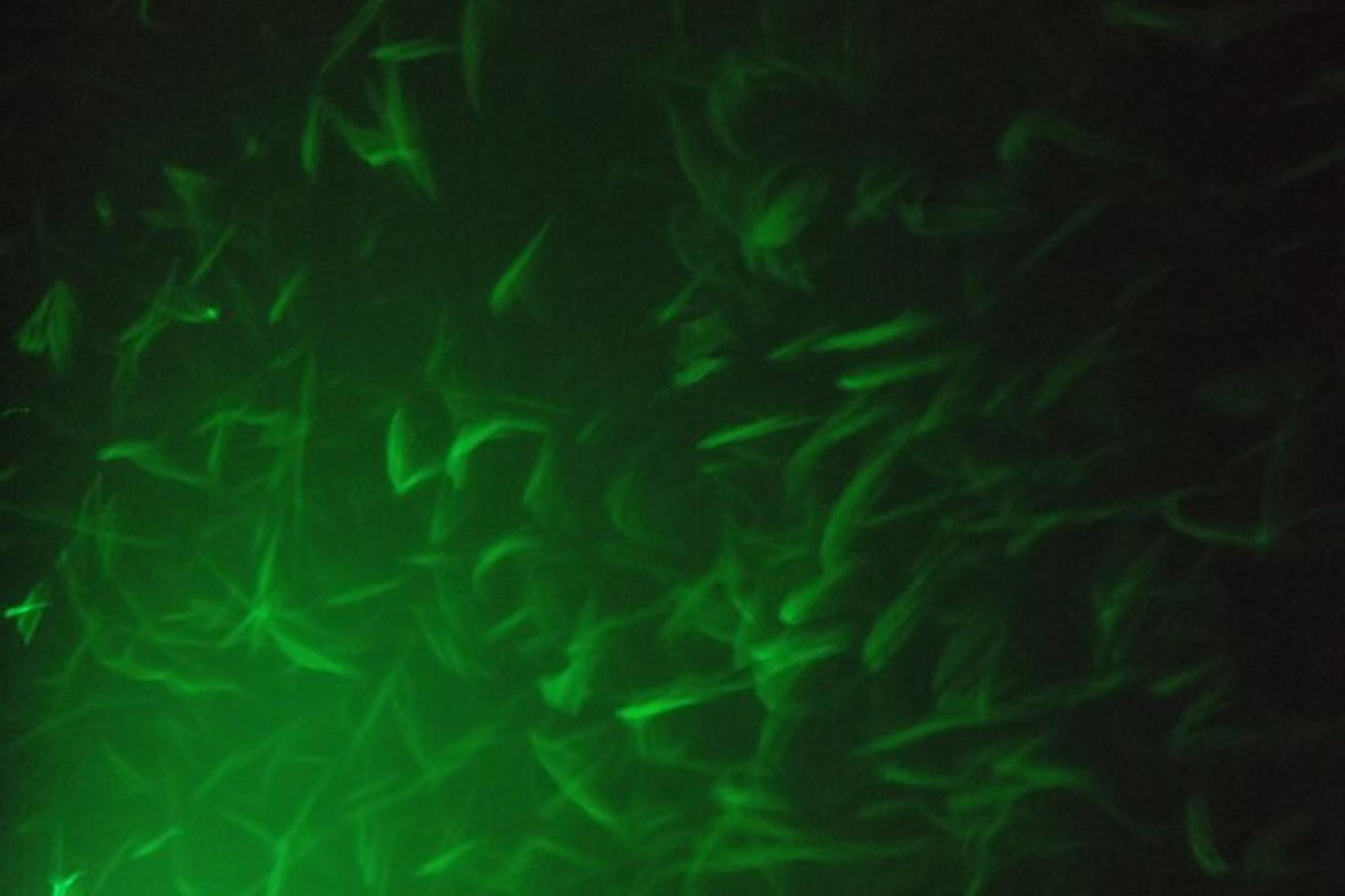 Lake Mead Striped Bass Fishing Getaway - Image 4