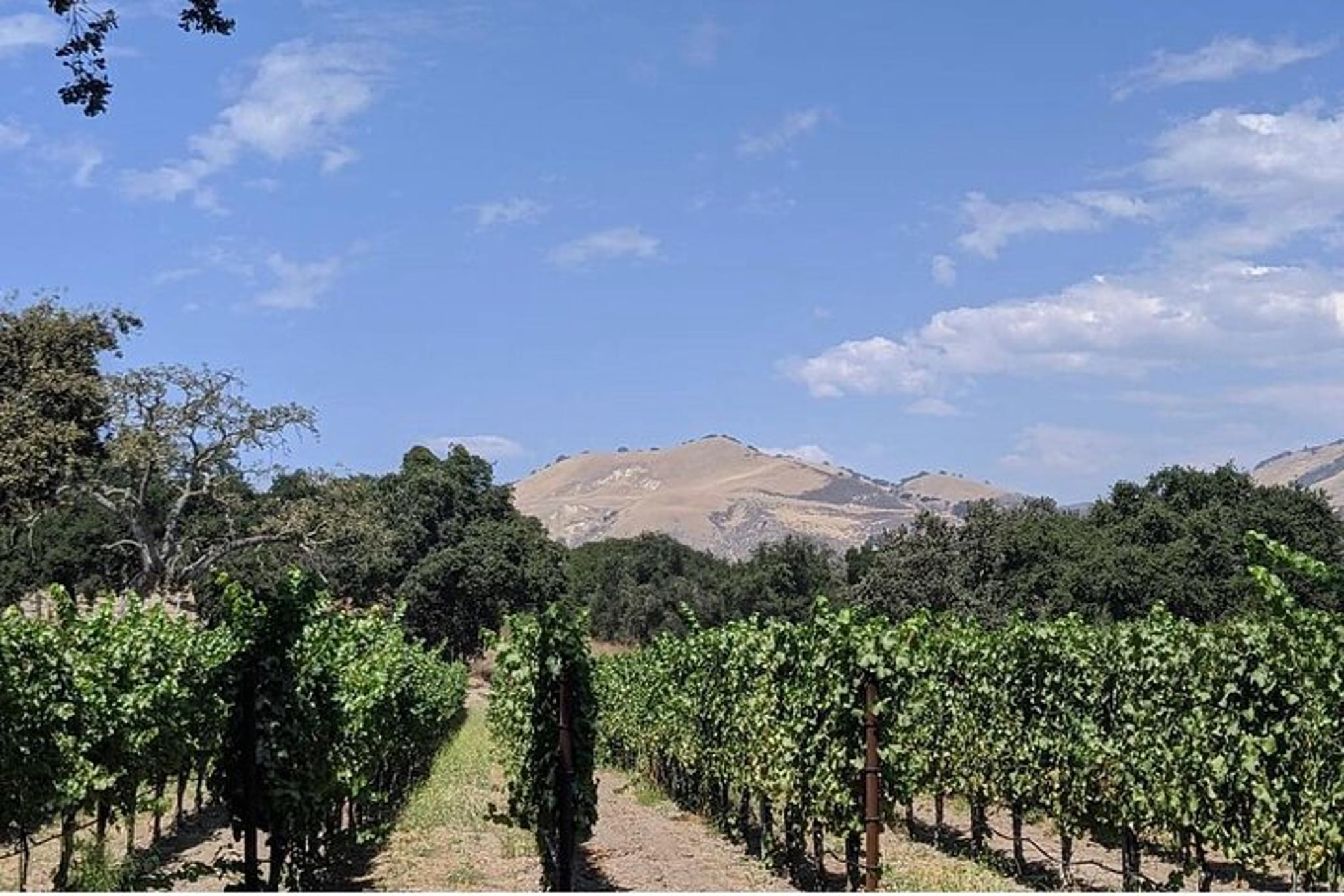 Santa Ynez Valley Wine Tasting Tour - Image 4