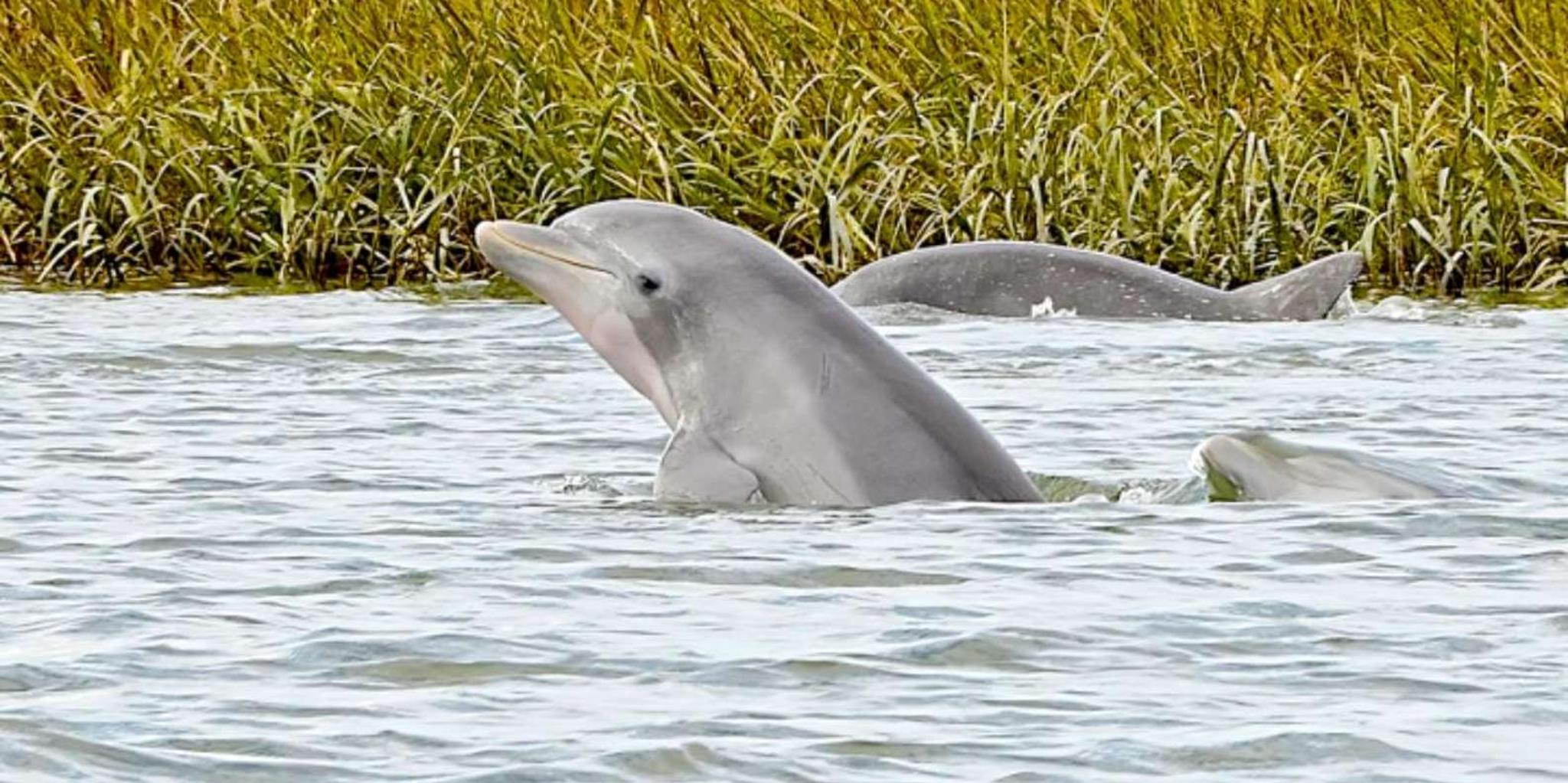 Savannah Dolphin Spotting Eco Tour