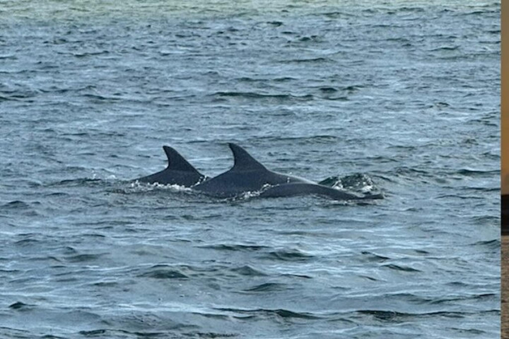 Destin Coastal Tour to Crab Island and Harbor - Image 3