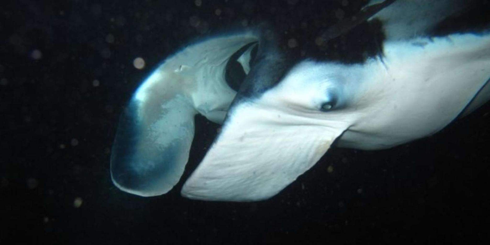 Kailua-Kona Manta Ray Night Snorkel Tour 1 hr - Image 3