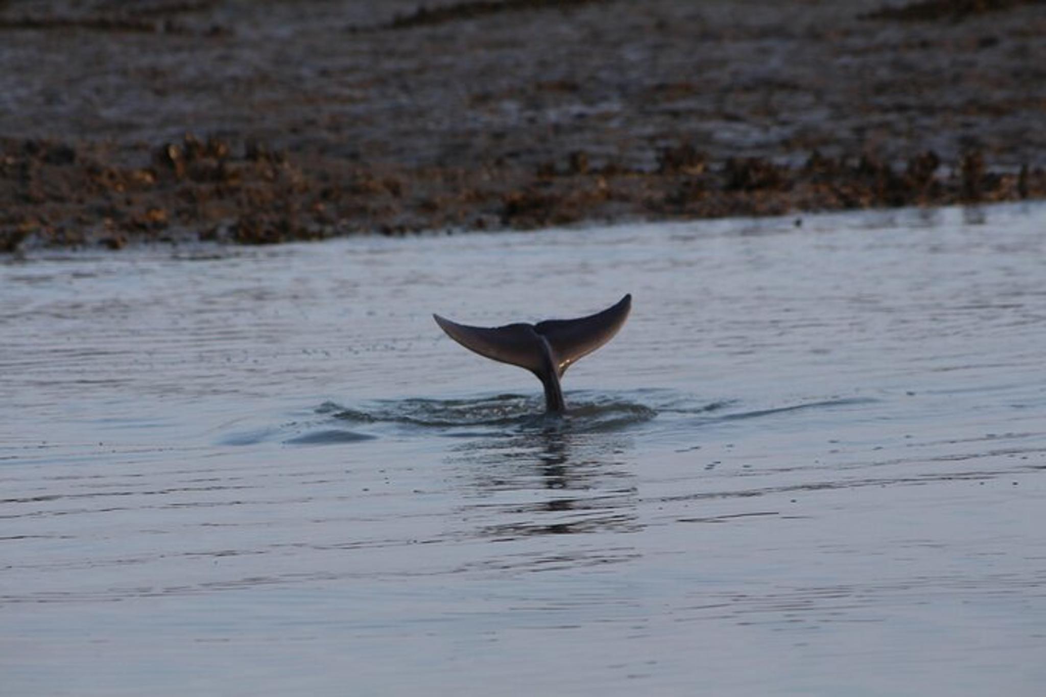 Folly Beach Private Boat Excursion - Image 6