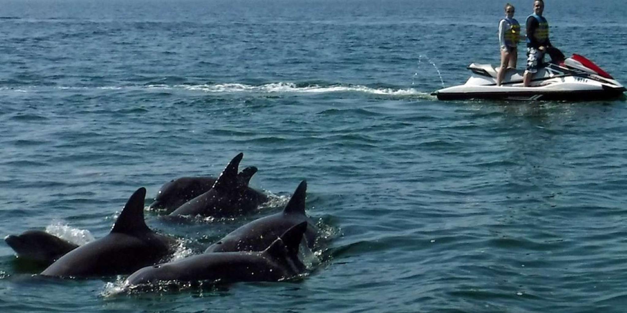 Destin Crab Island Dolphin Jet Ski Tour - Image 6