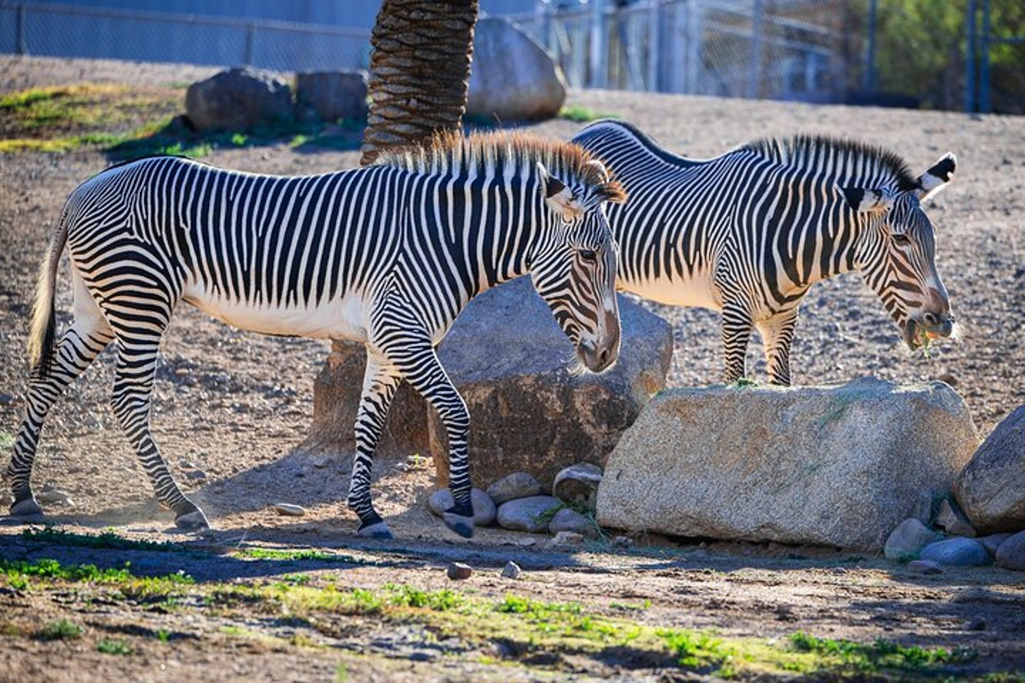 Phoenix Zoo Admission Ticket - Image 4