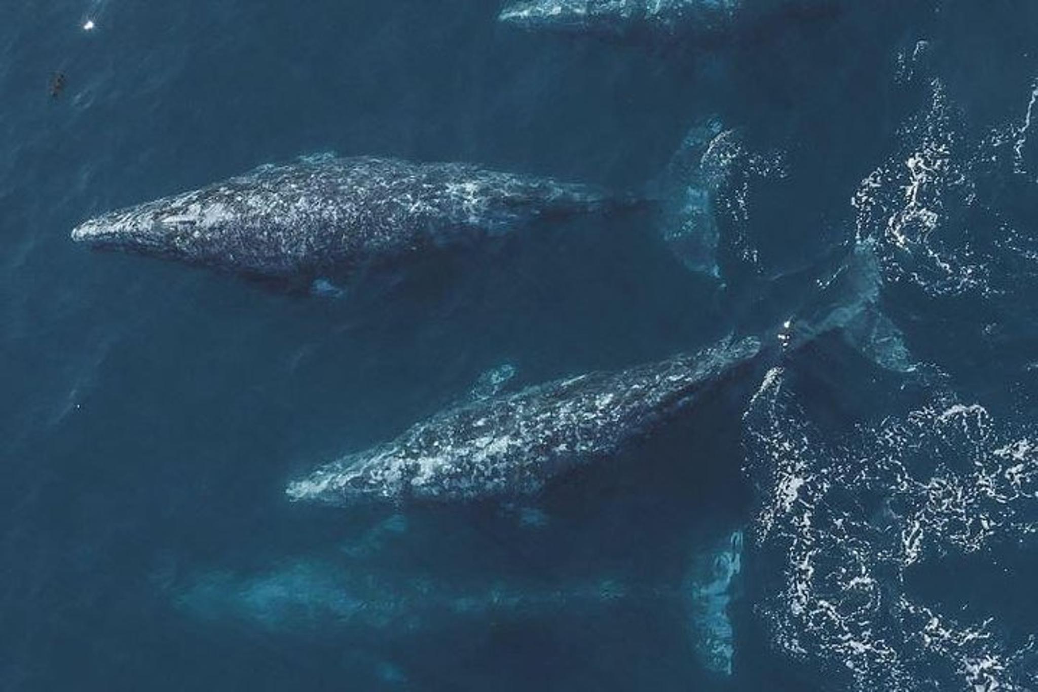 Monterey Whale Watching Tour - Image 4