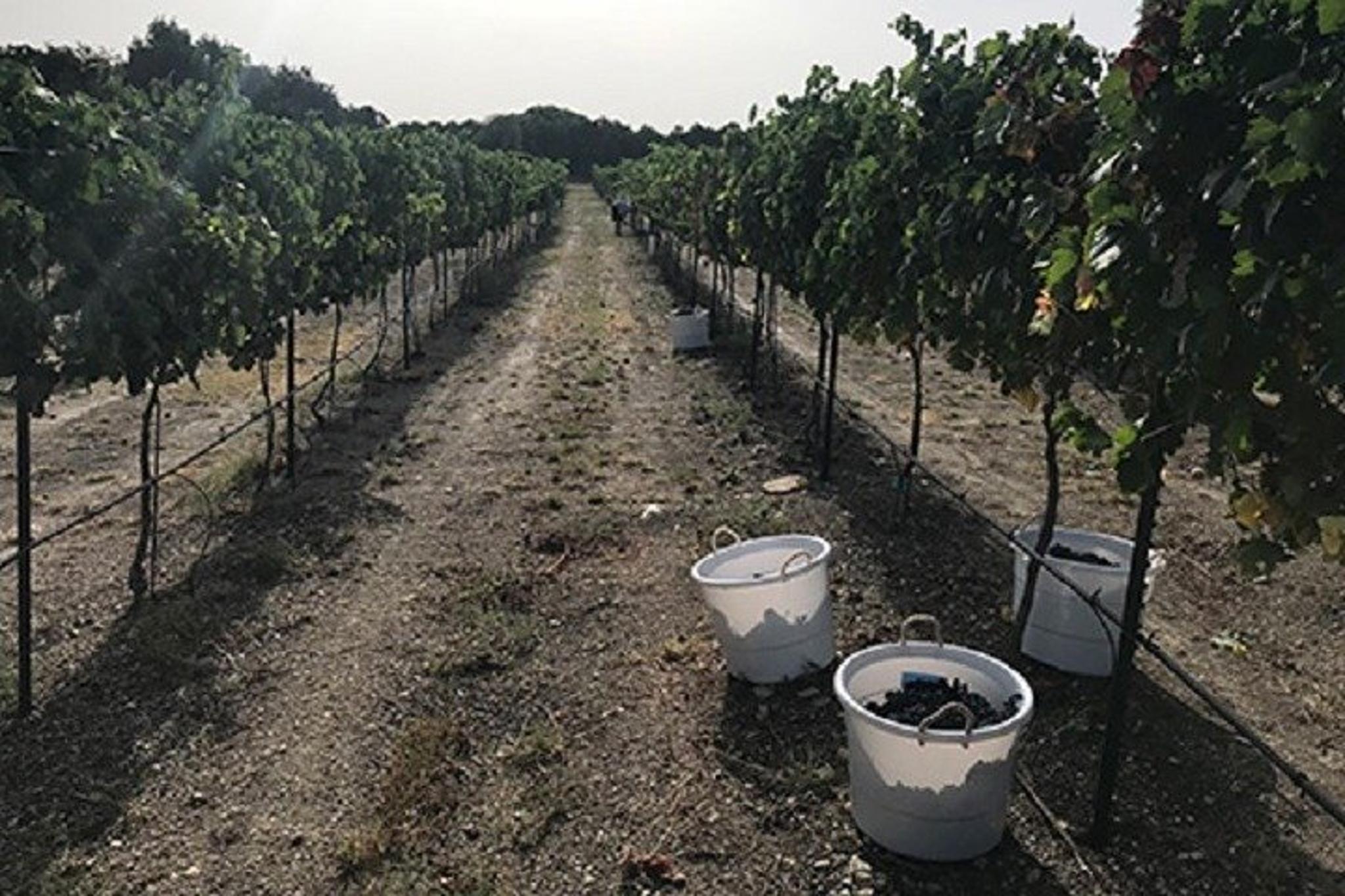 North Texas Wineries and Vineyards Tour - Image 5