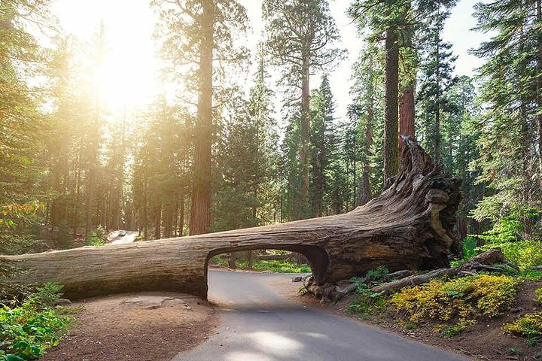 Sequoia National Park Private Tour - Image 5
