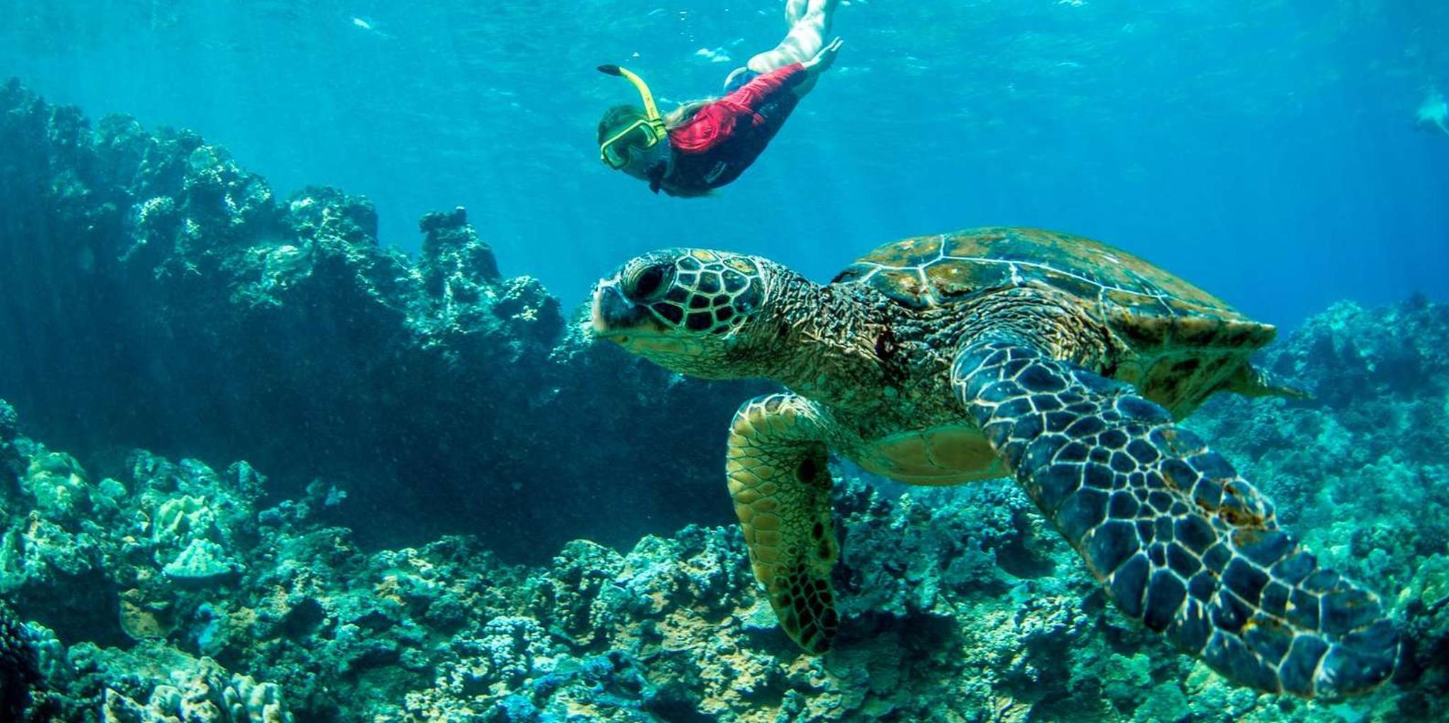 Ka'anapali West Maui Snorkel Tour 4.5 hr - Image 6