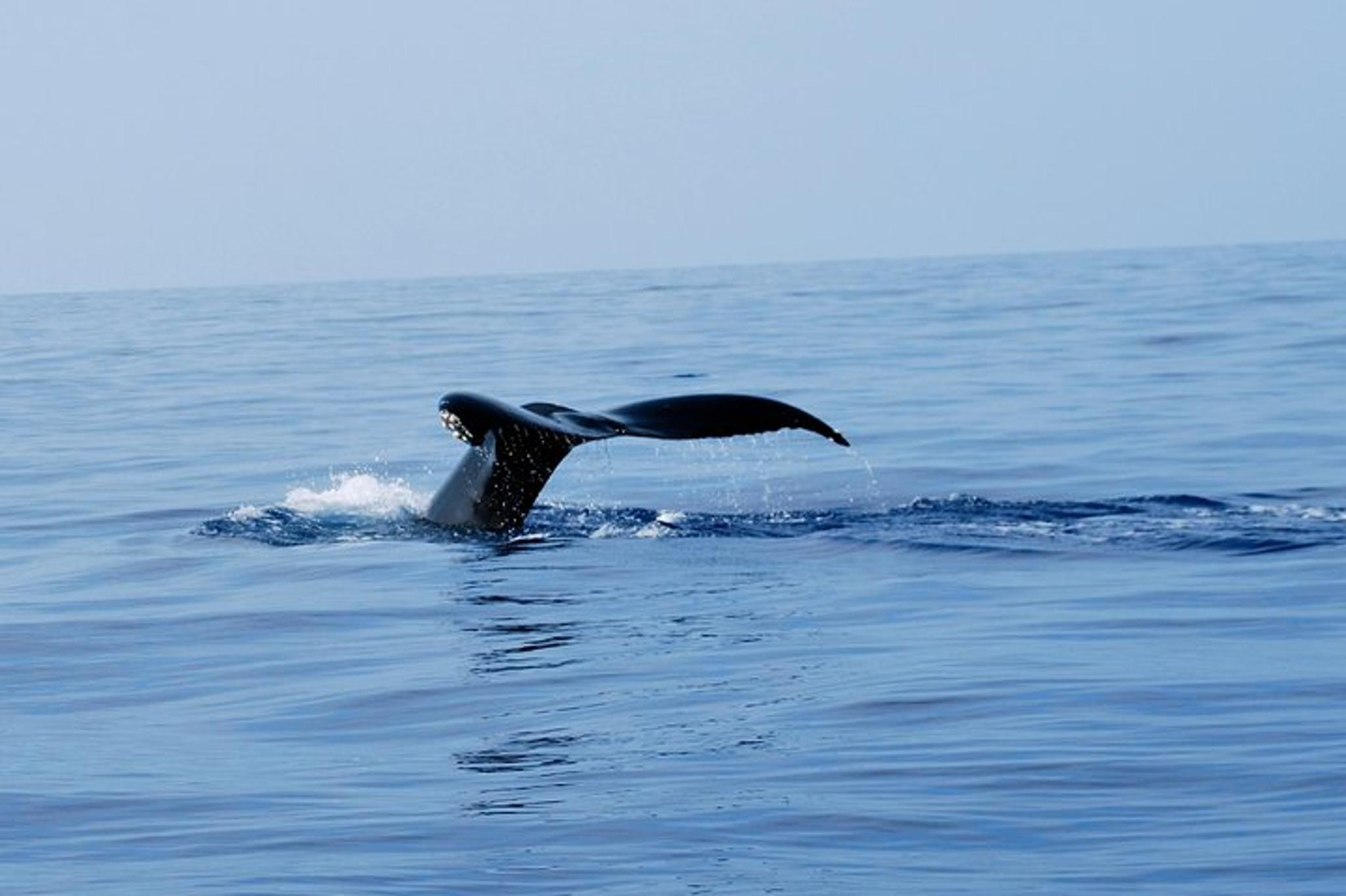 Kailua-Kona Whale Watching Raft Adventure - Image 3