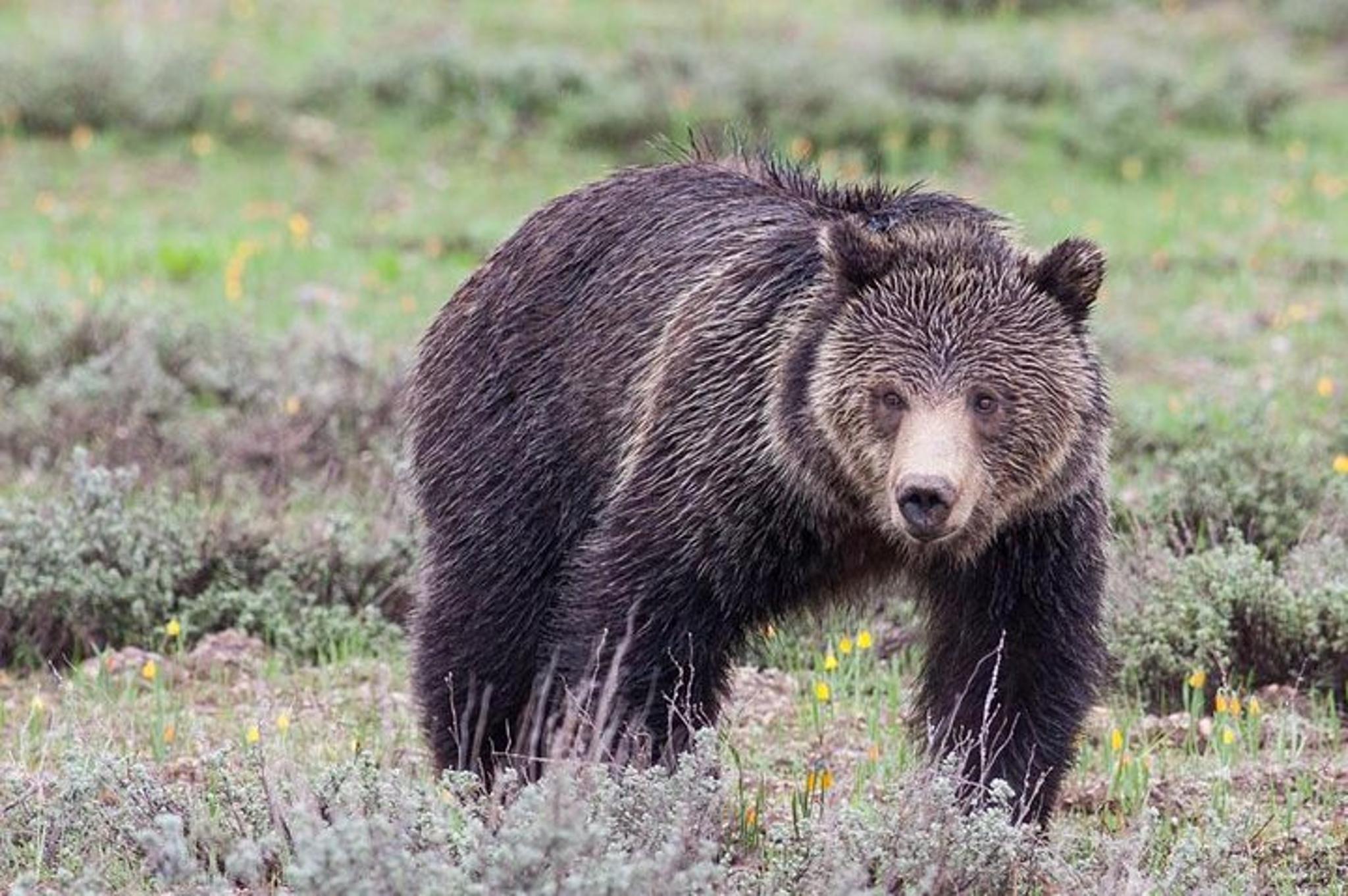 Jackson Hole Wildlife Safari - Image 4