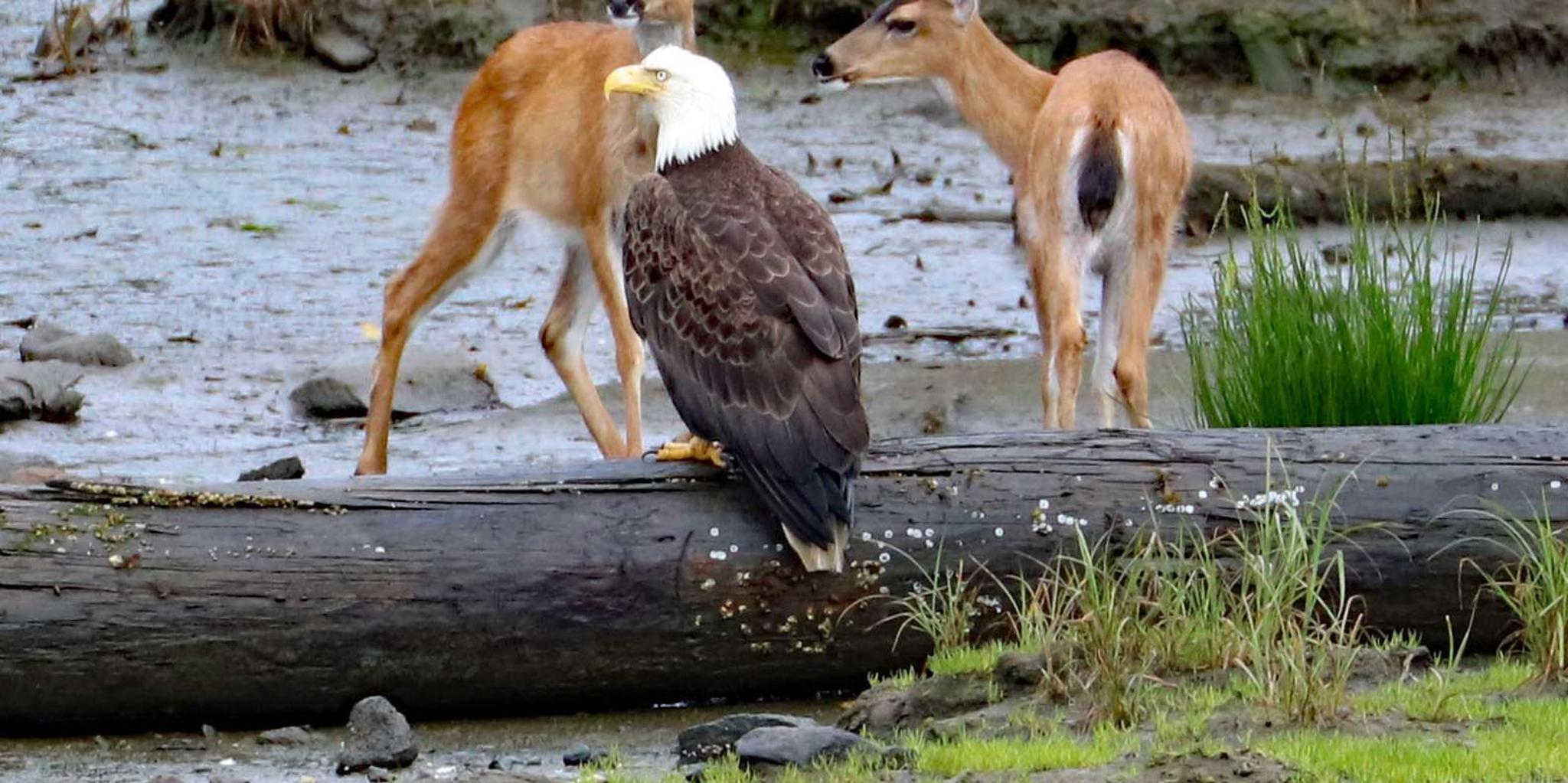 Ketchikan Totem and Wildlife Cable Car Tour - Image 5