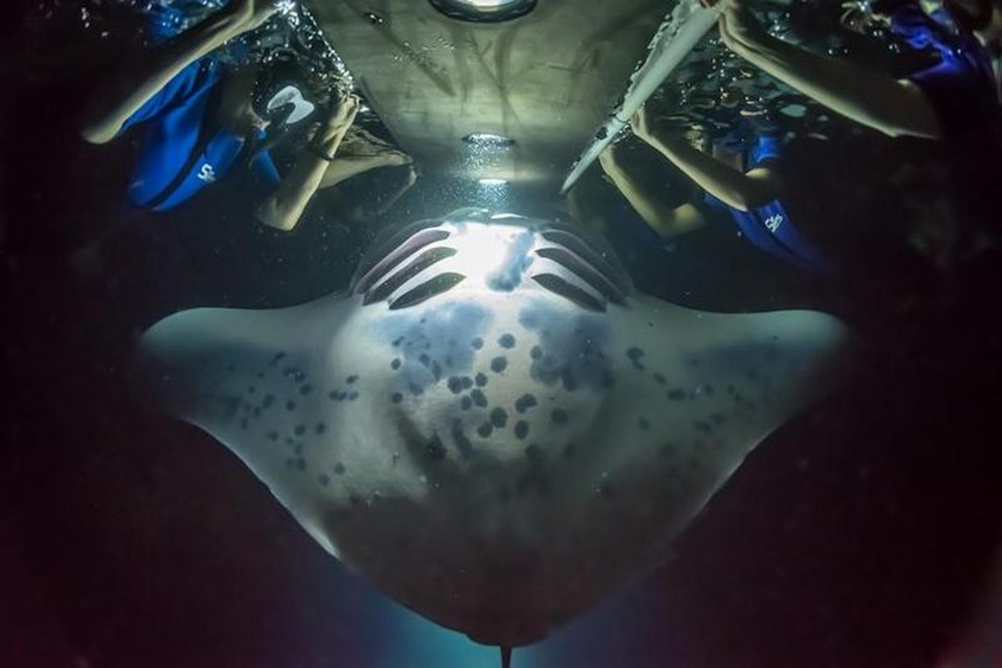 Kailua-Kona Night Manta Ray Snorkel - Image 5