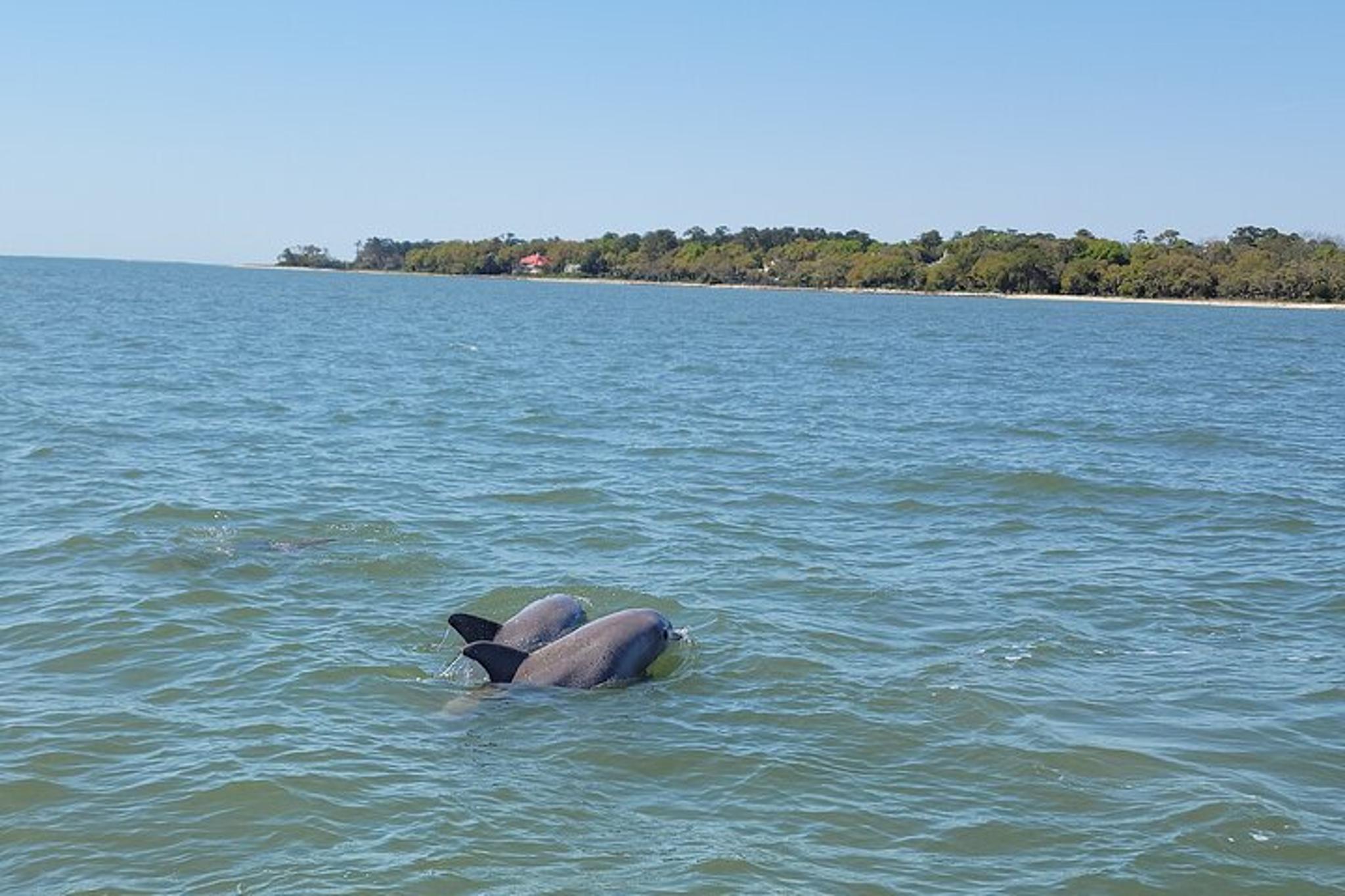 Hilton Head Island Dolphin Boat Tour - Image 6