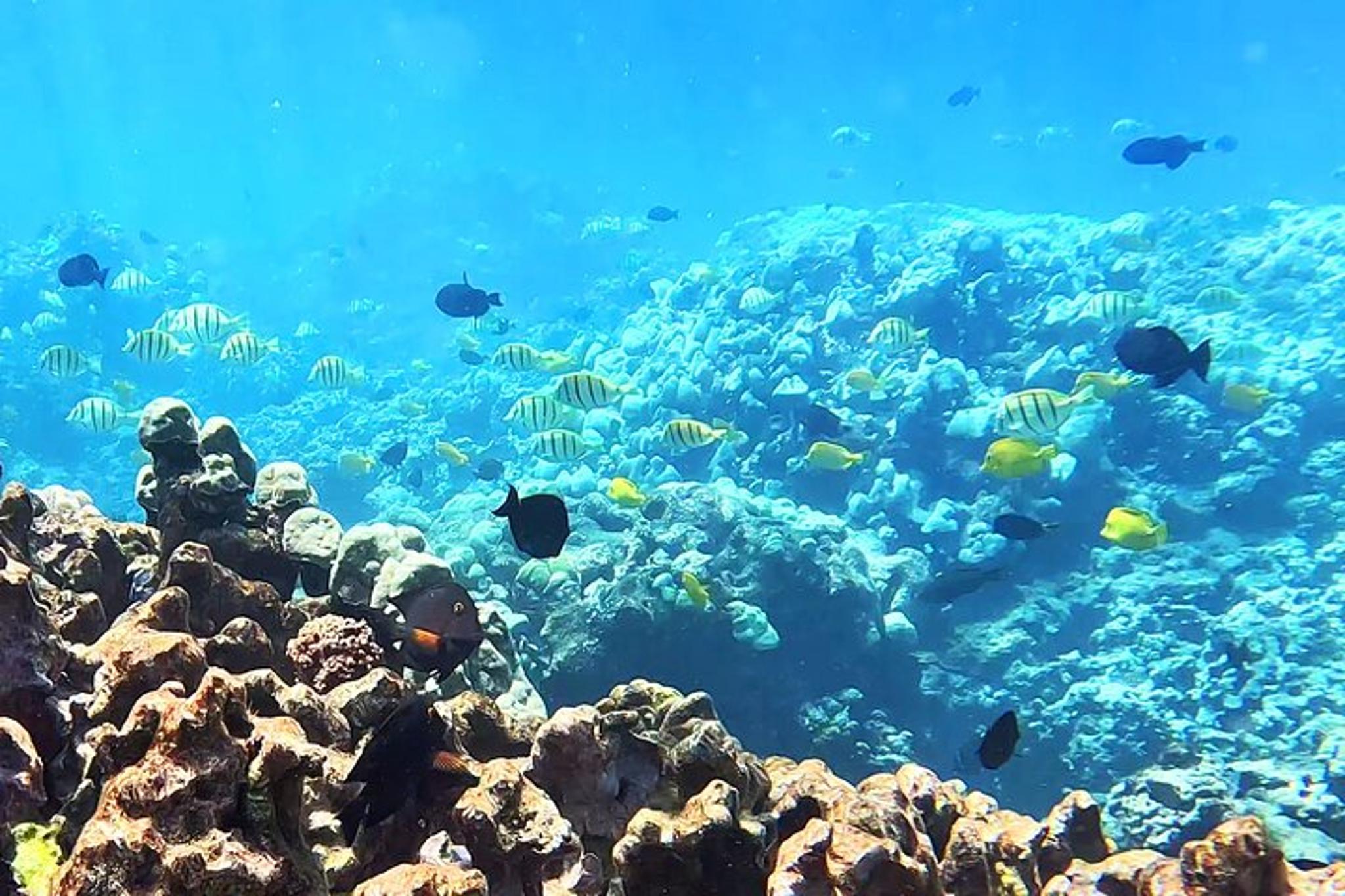 Olowalu Snorkeling Tour for Beginners - Image 6