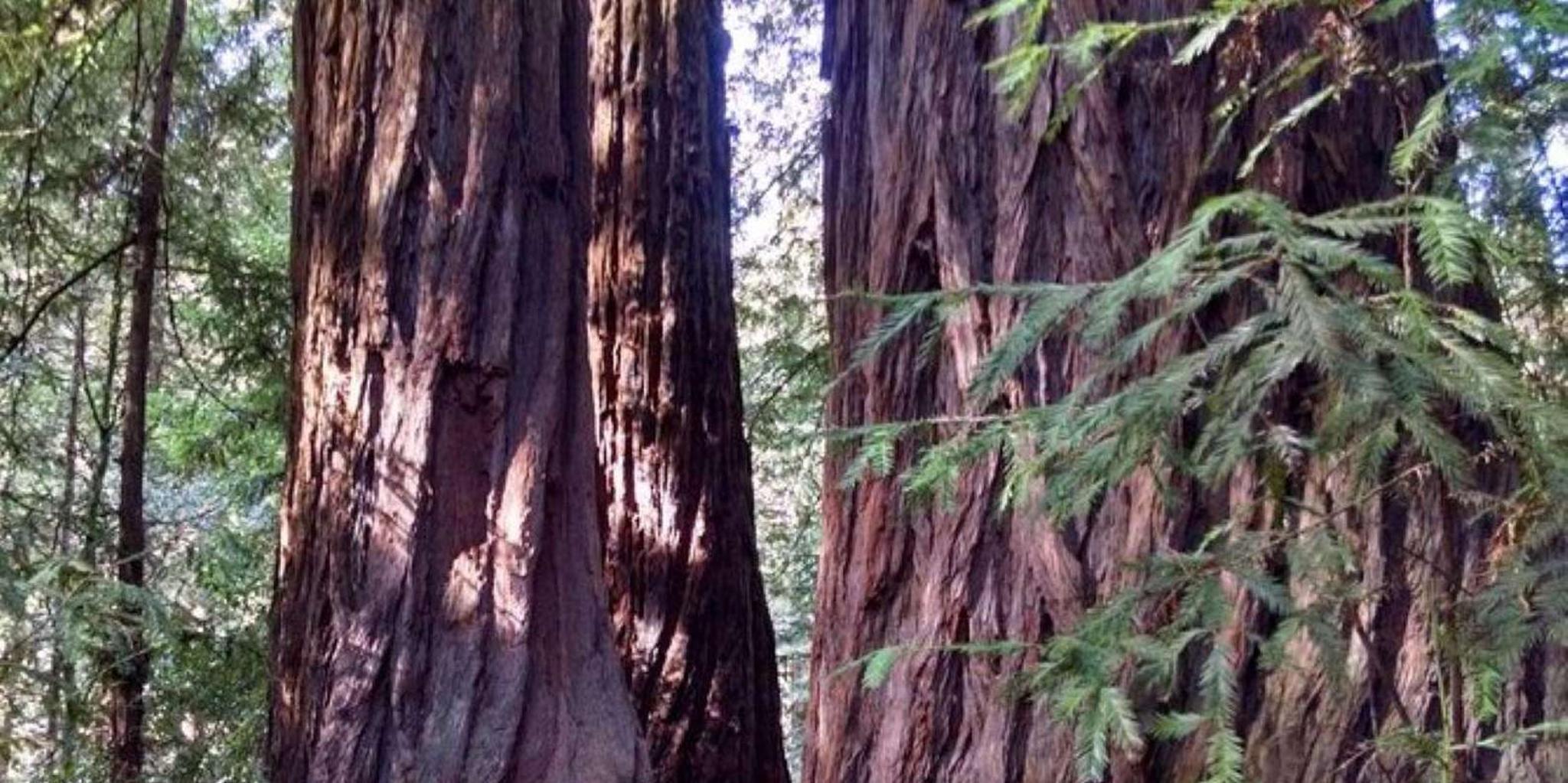 San Francisco Muir Woods, Sausalito, and Tiburon Day Trip - Image 2