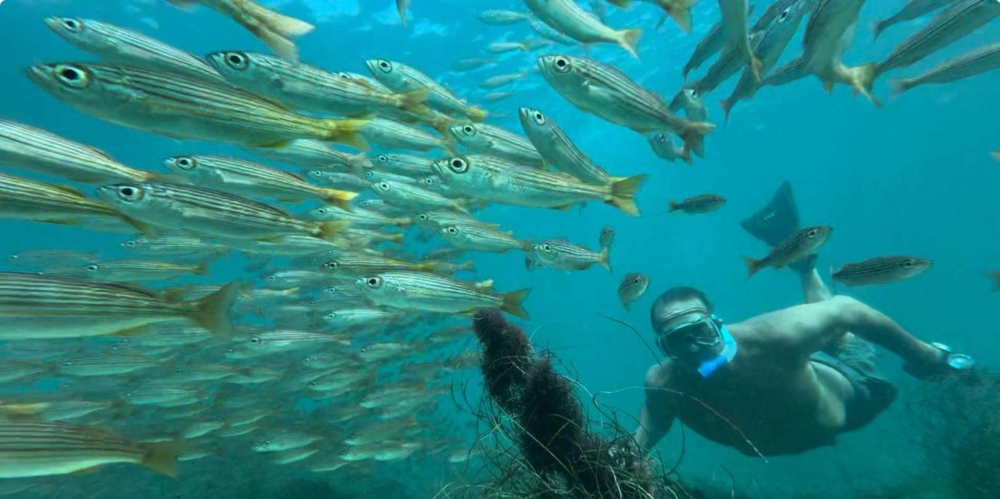 Redondo Beach Snorkeling Lesson in Hidden Coves 1 hr - Image 3