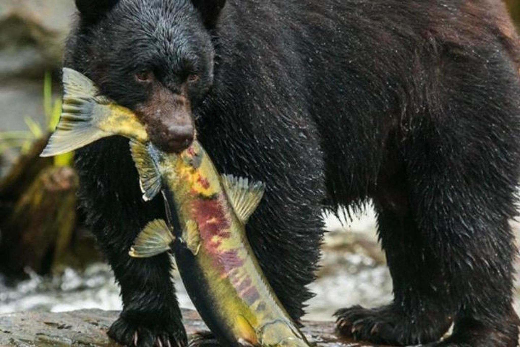 Ketchikan Sightseeing and Totem Parks Tour 2 hr - Image 6