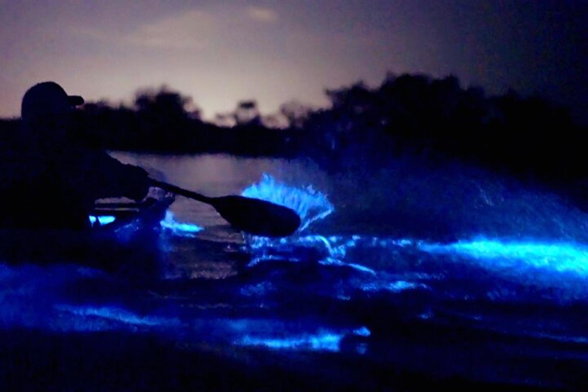 Cocoa Beach Clear Kayak Bioluminescence Tour 90 min - Image 5