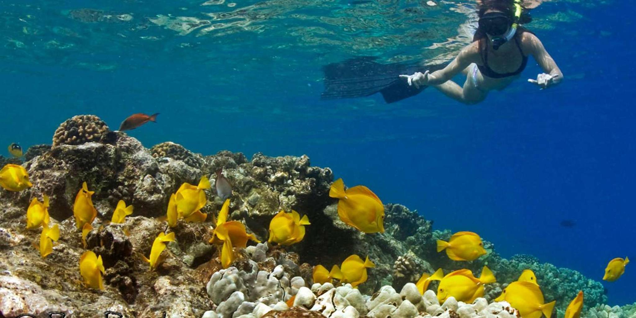 Kailua-Kona Private Marine Charter Adventure - Image 5