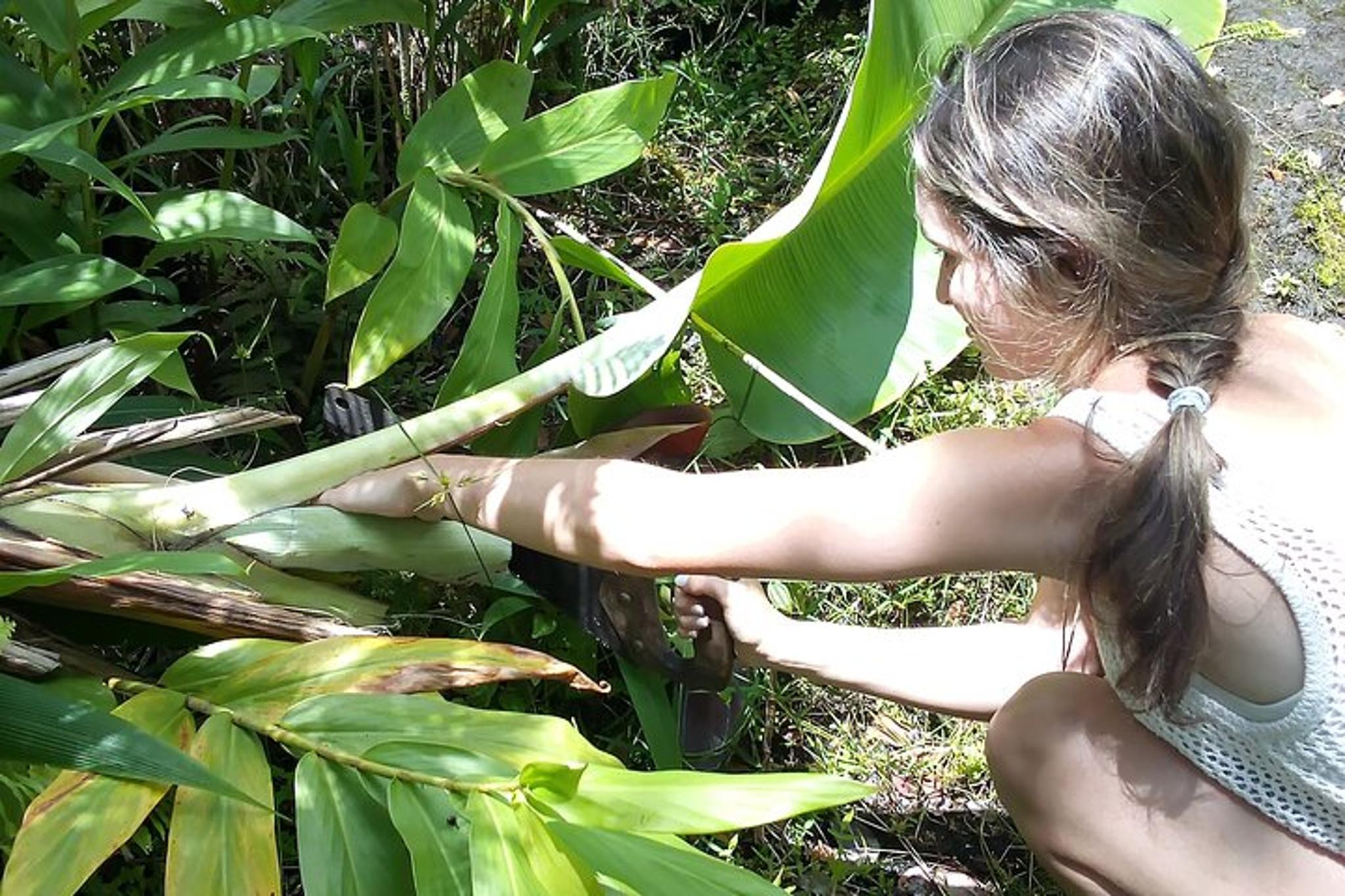 Fern Forest Banana Cultivation Experience - Image 4