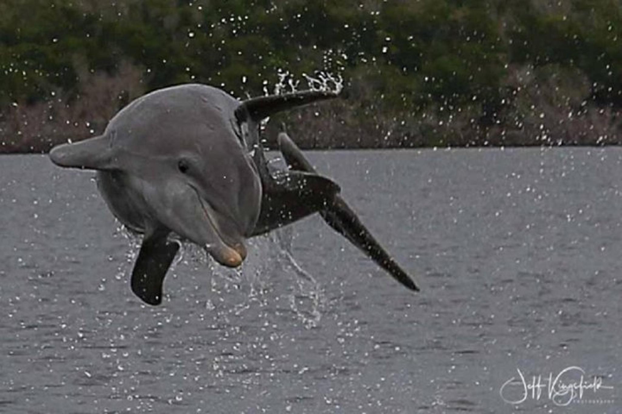 Marco Island Dolphin, Birding, and Shelling Tour 2 hr - Image 2