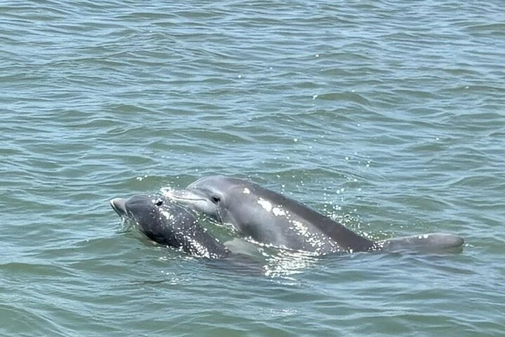Folly Beach Dolphin Watching and Shelling Tour - Image 3