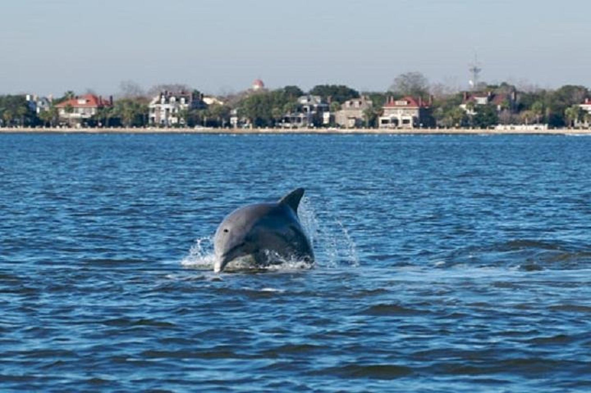 Charleston Schooner Dolphin Cruise - Image 4