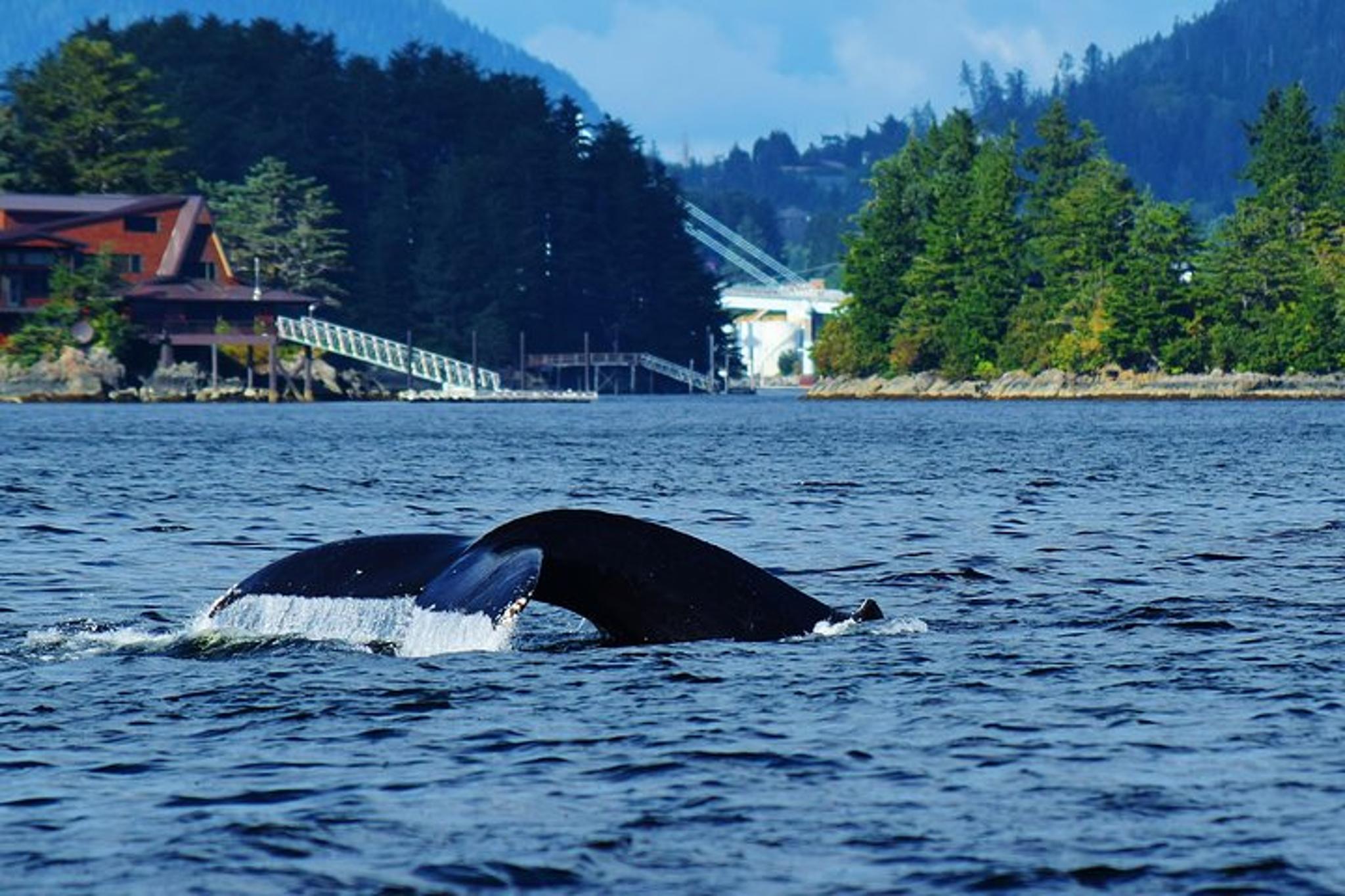 Sitka Whale Watching and Marine Wildlife Tour - Image 3
