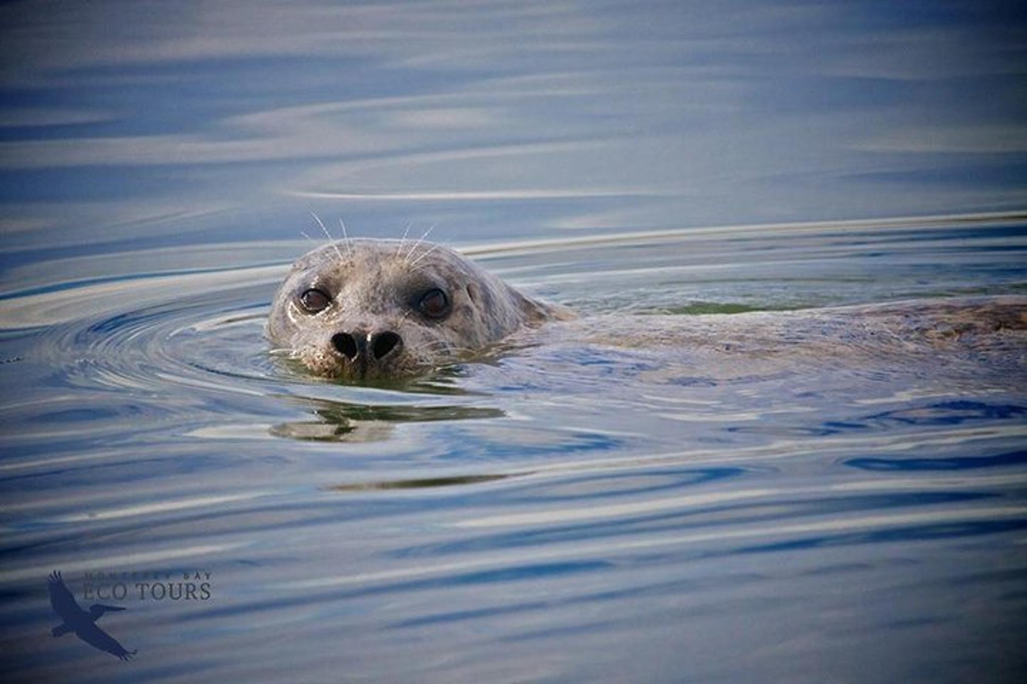 Monterey Wildlife Tour in Elkhorn Slough - Image 4