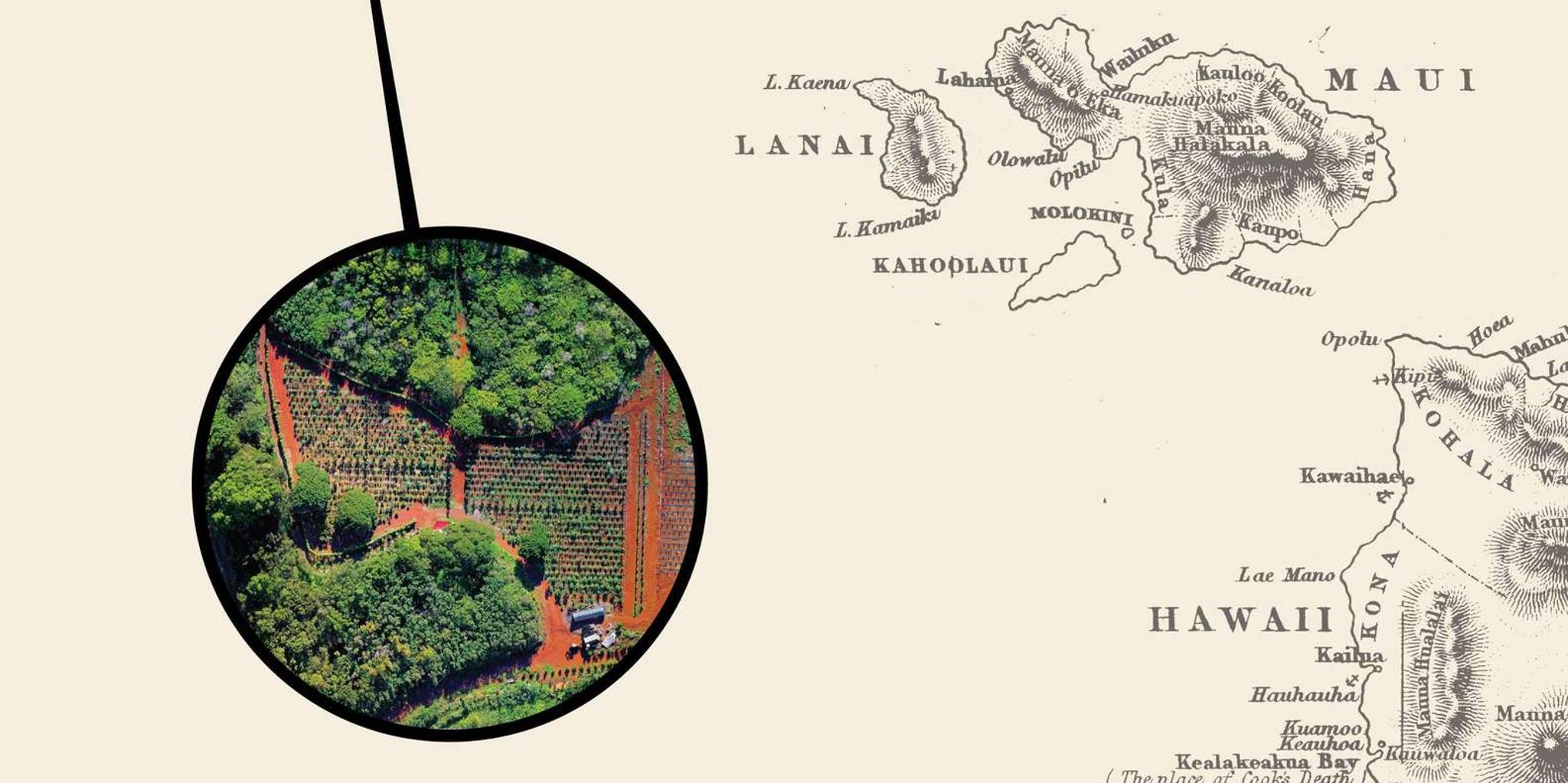 Oahu Chocolate Farm Tour with Tasting - Image 4