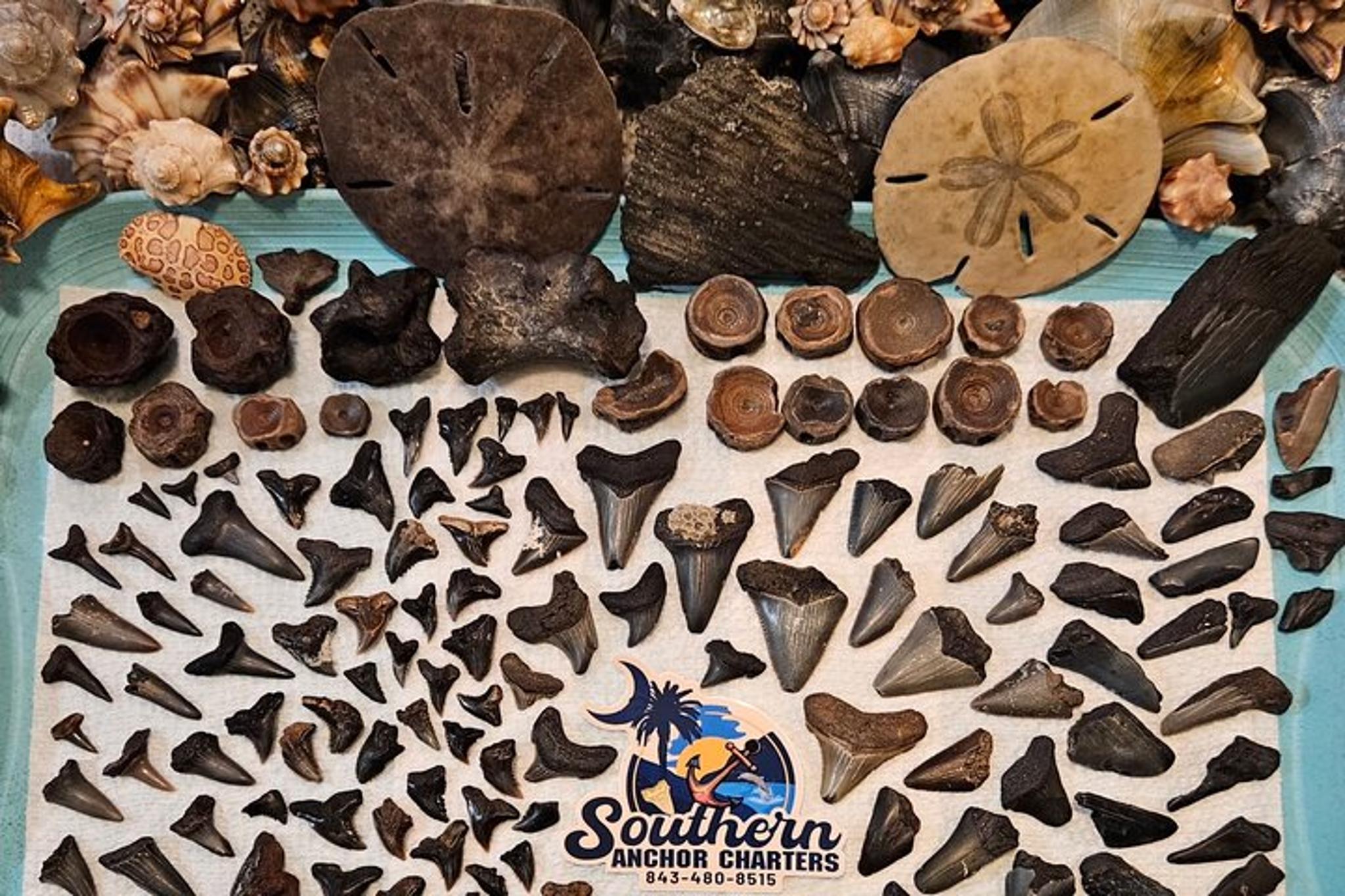 Charleston Shark Tooth and Fossil Island Drop Off - Image 6