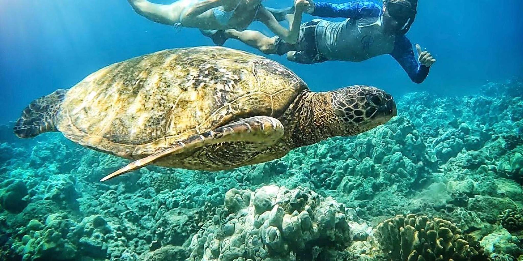 Maui Turtle Town Snorkeling Tour with Marine Biologist - Image 1