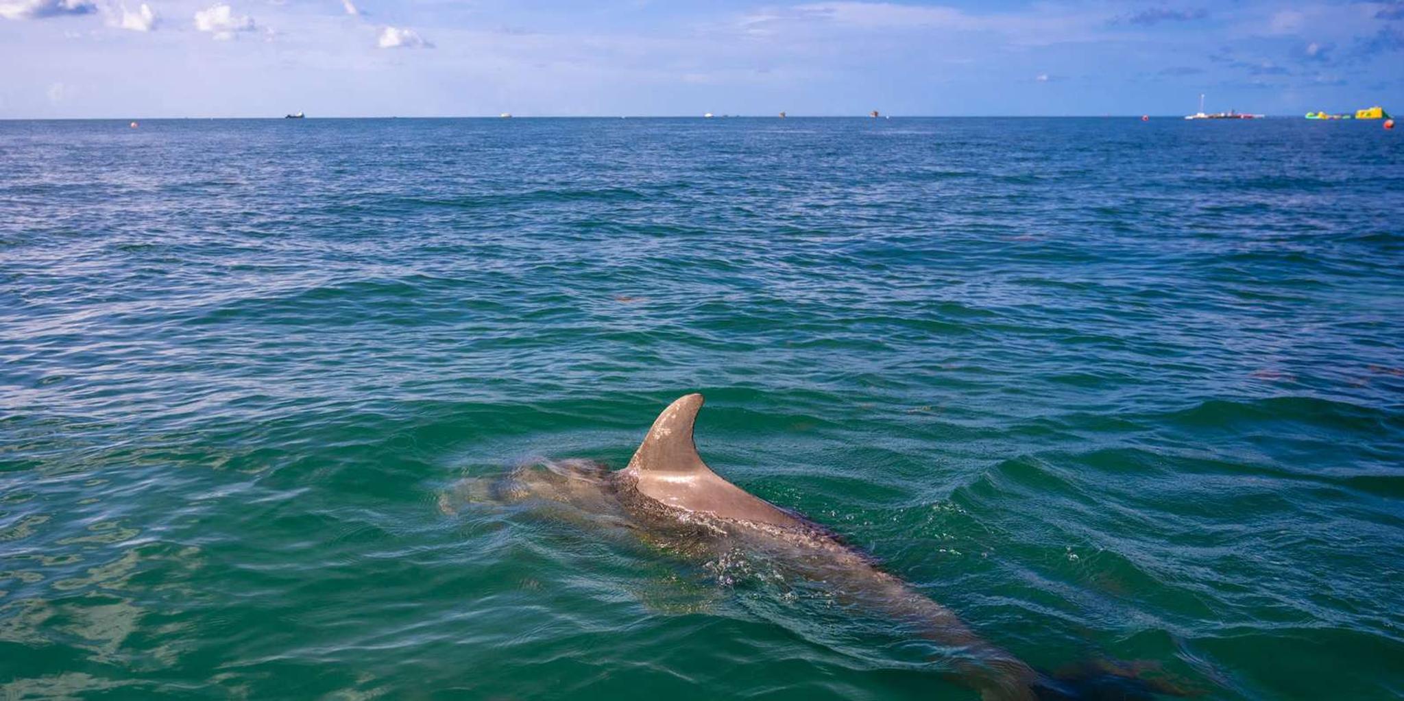 Key West Dolphin Sail and Snorkel Adventure