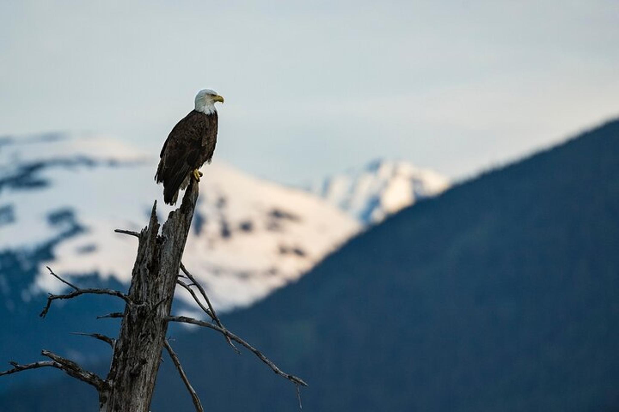 Seward to Anchorage Scenic Photo Tour - Image 4