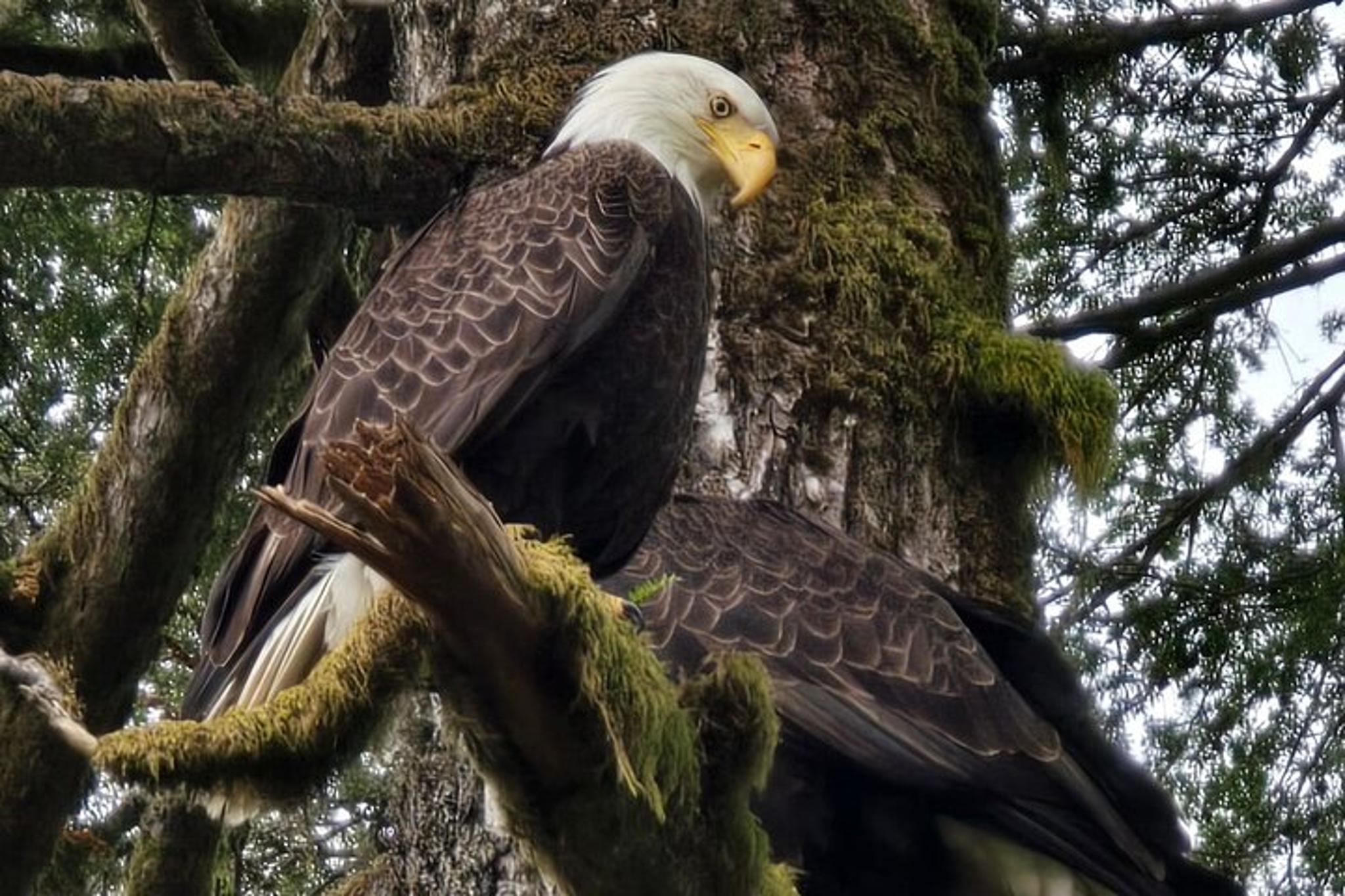 Ketchikan Wildlife and Waterfall Tour 90 min