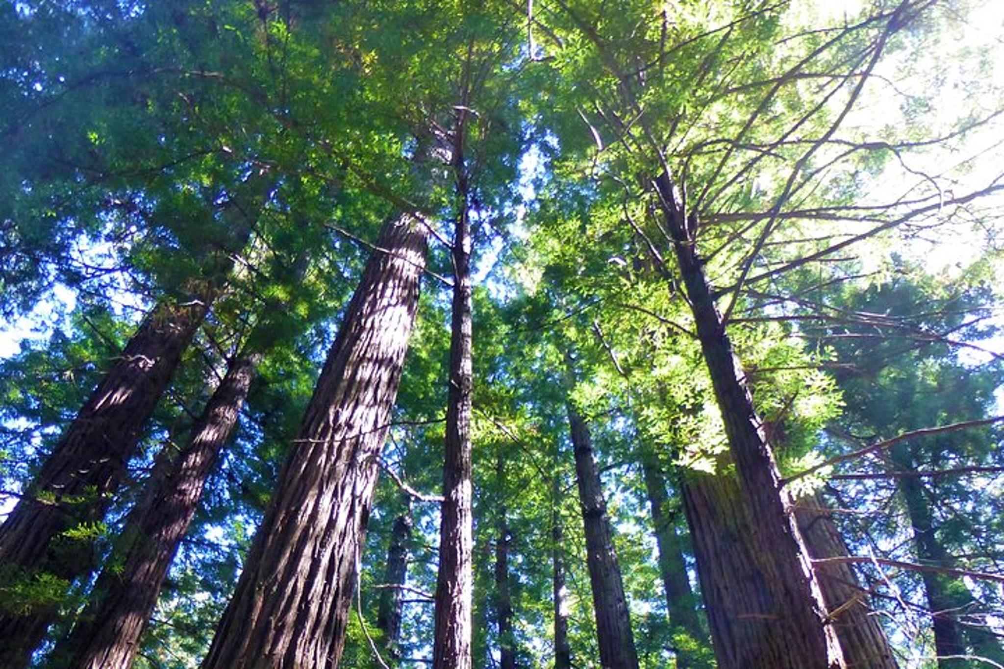 San Francisco Muir Woods and Sausalito Tour 4 hr - Image 3