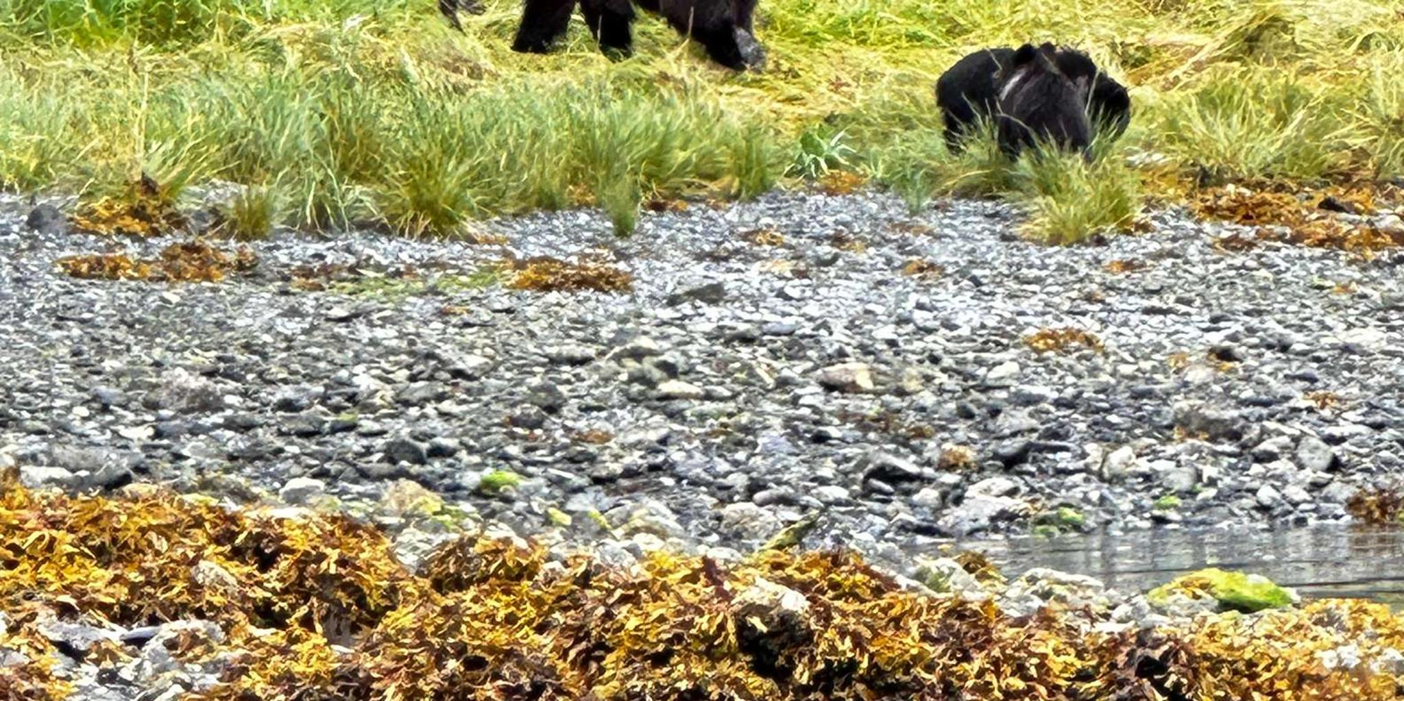 Sitka Wildlife and Whale Watching Tour for 6 - Image 2