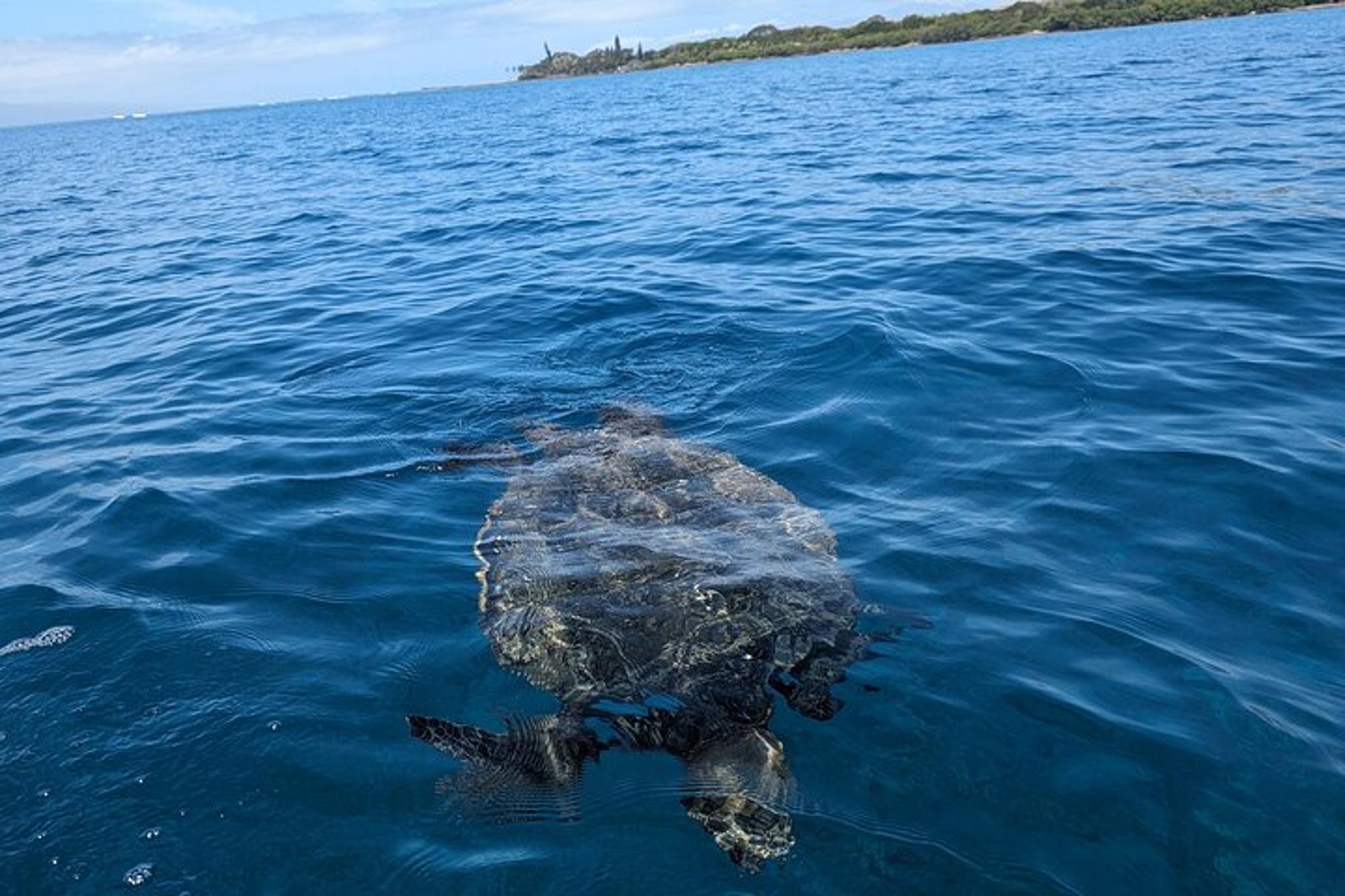 West Maui Whale Watching and Snorkeling Kayak Adventure - Image 2