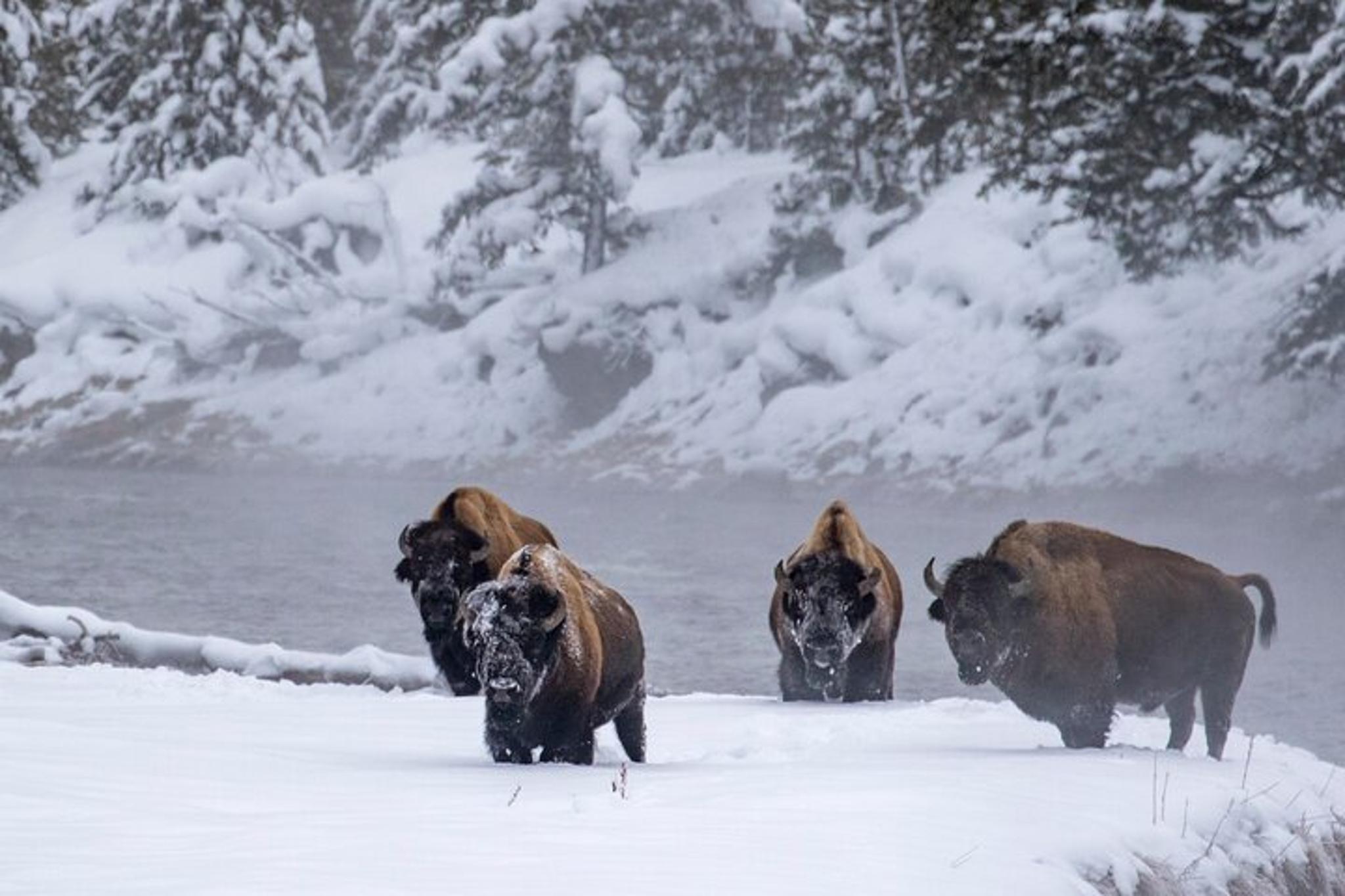 Yellowstone & Grand Teton Winter Tour 4-Day - Image 4