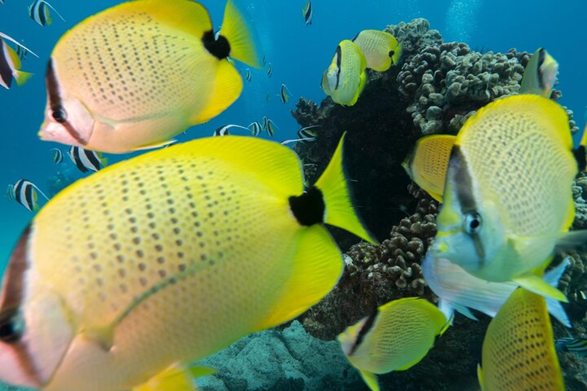 Waikiki Snorkel Adventure at Turtle Canyon - Image 6